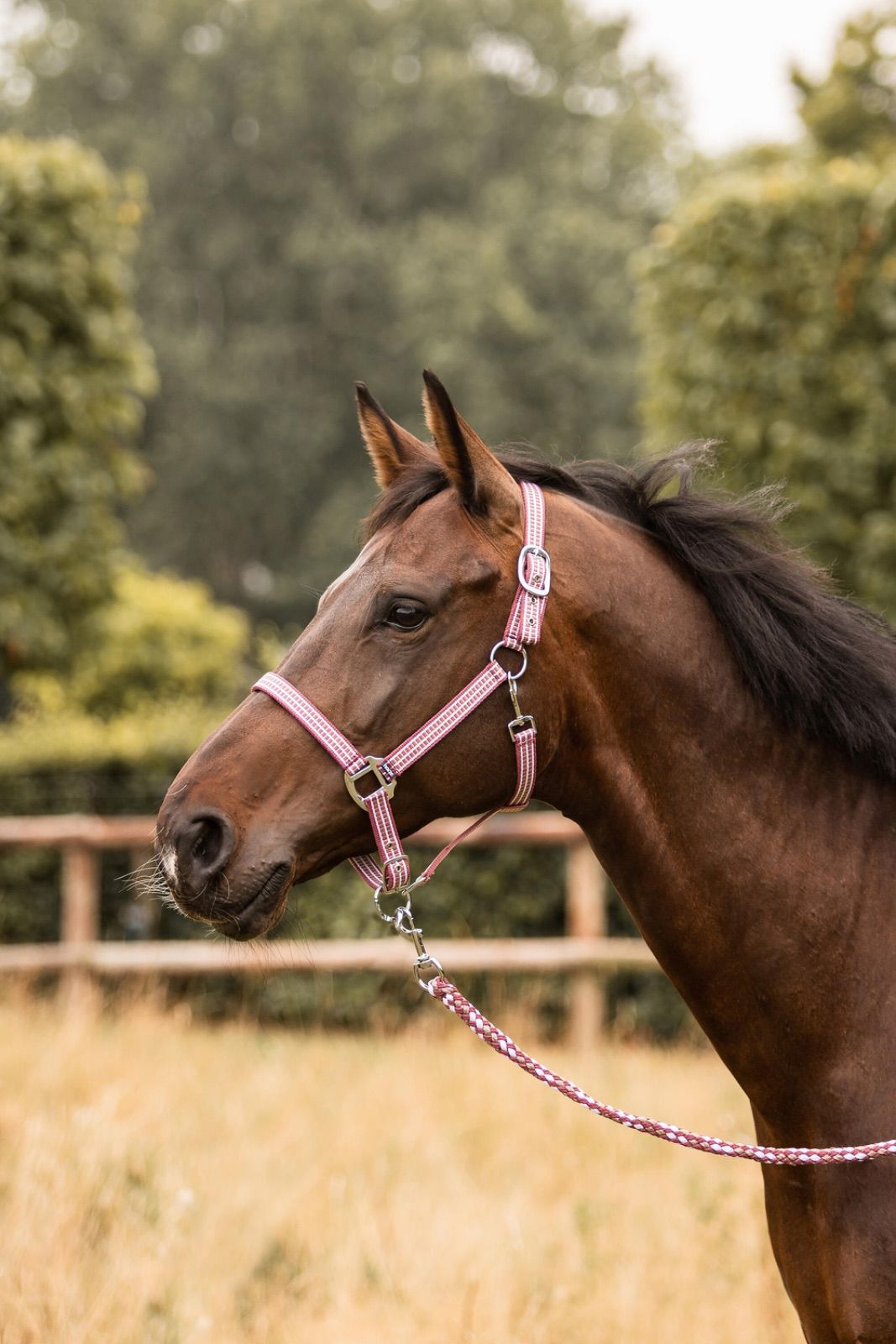 乗馬用品　無口　ホルター　馬　乗馬　馬術　馬具　レッド　赤　ピンク ポニー コブ フル XF 大型馬