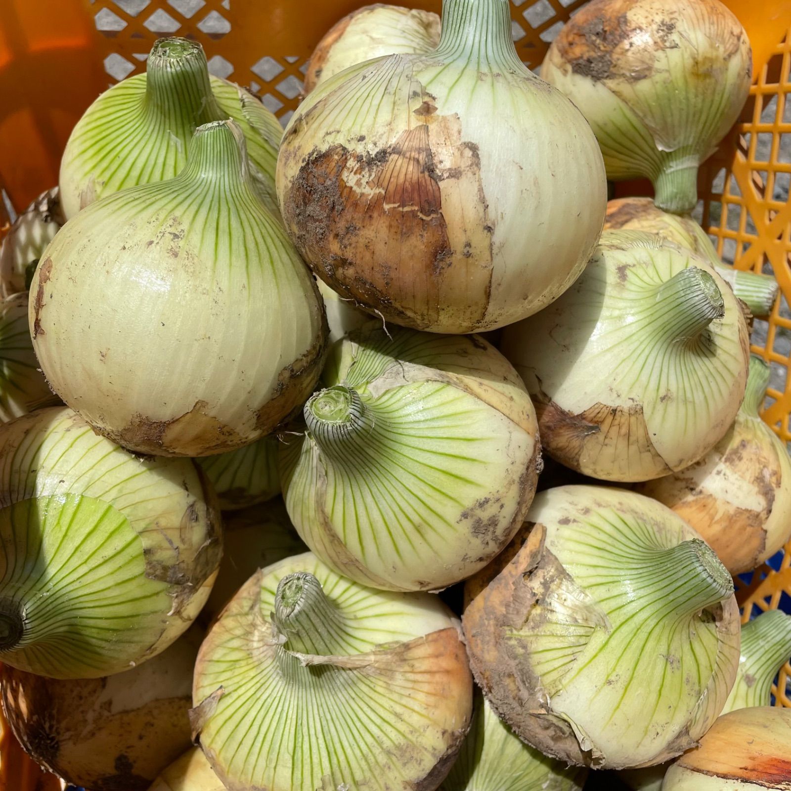 新玉ねぎ 農薬不使用 7kg - 野菜