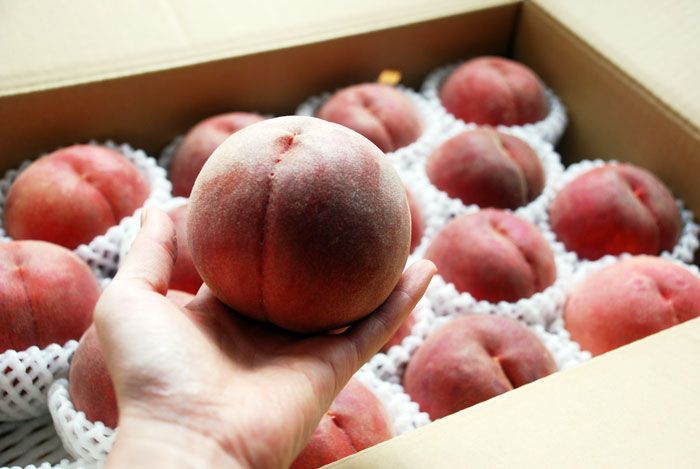 nanatubosi　川中島白桃　５キロ　クール便 クール便 特秀 川中島白桃5kg（16玉） 8月20日前後