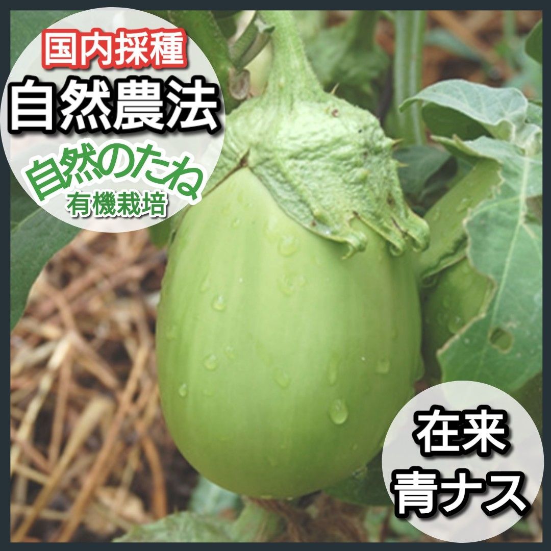 园艺所举行茄子新品种认定现场会_科技动态_新闻中心_上海市农业科学院