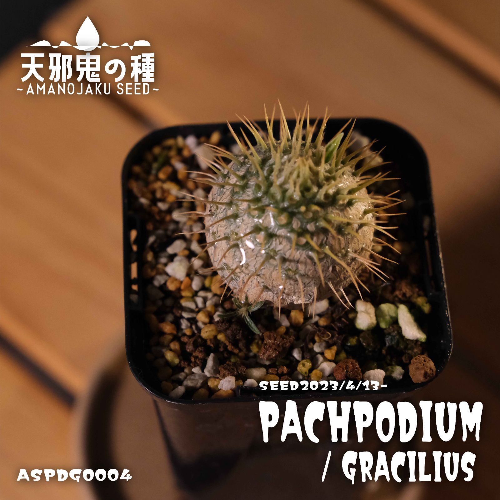 パキポディウム グラキリス 実生 0004(鉢ごと、ゆうゆうメルカリ便 パキポディウム グラキリス 実生 0004(鉢ごと、ゆうゆうメルカリ便