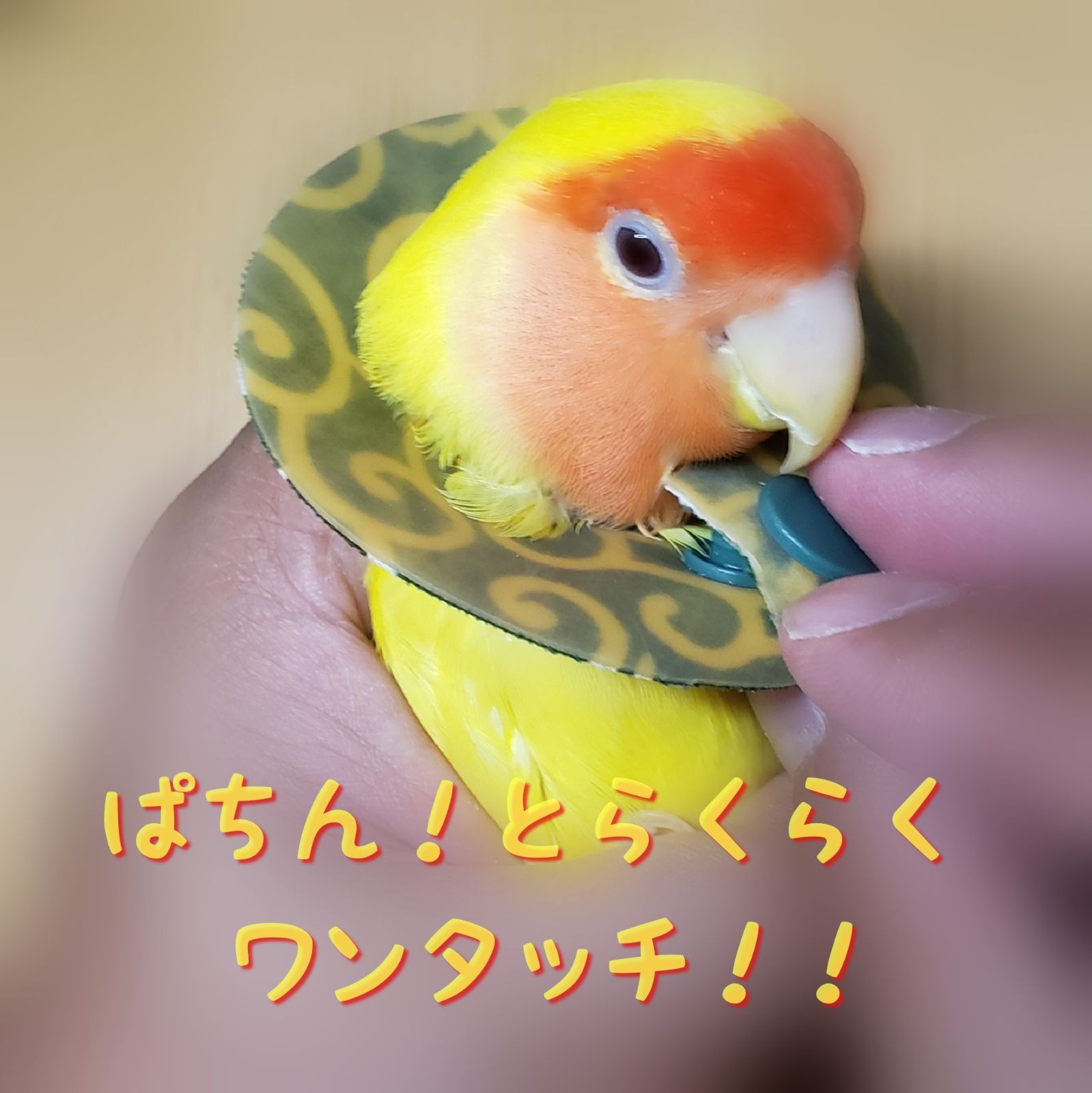 インコ エリザベスカラー(唐草模様)1枚・3サイズ・緑or赤・4g - メルカリ