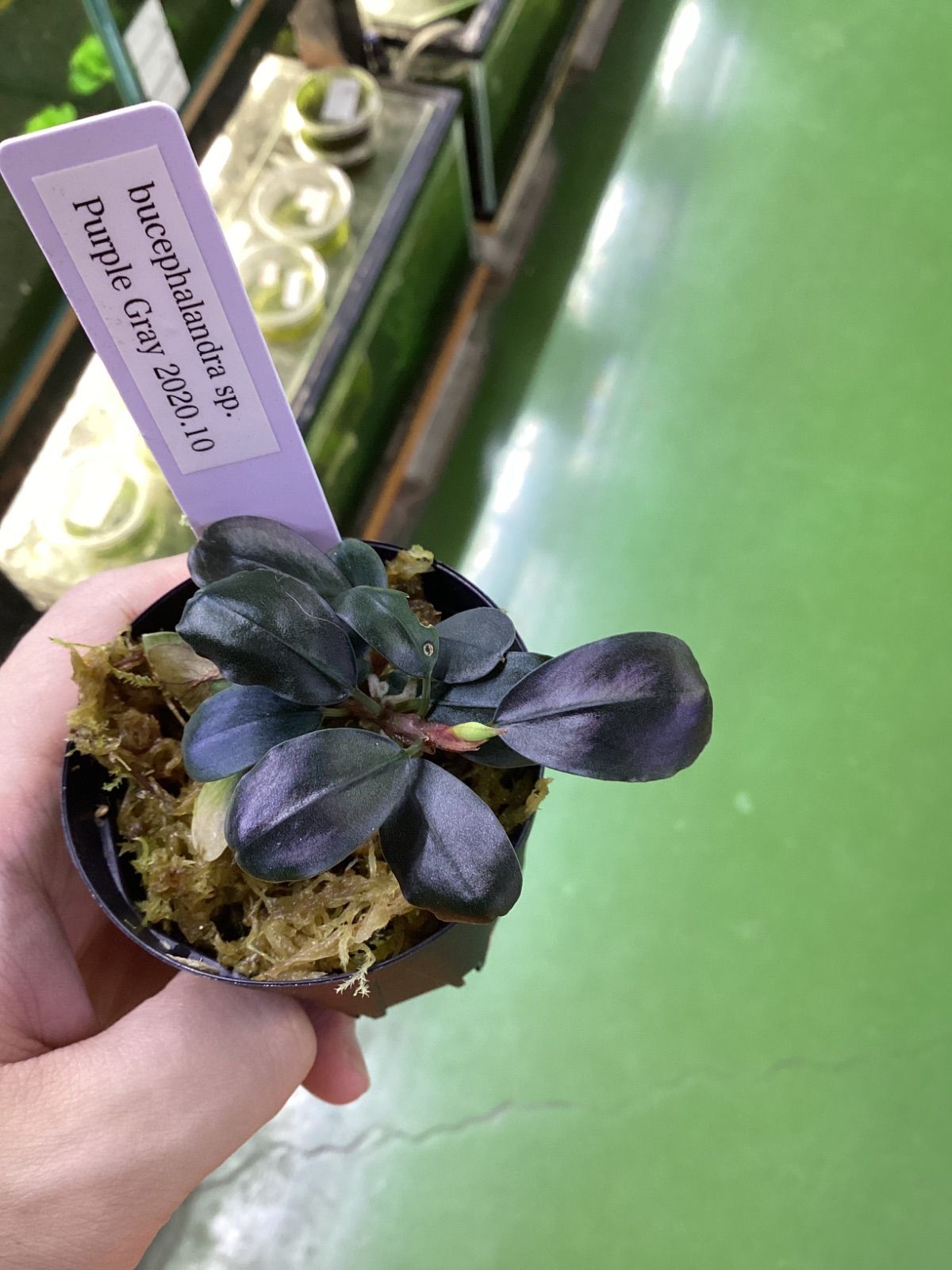 ブセファランドラ sp. パープルグレイ JB2020/10 Bucephalandra sp