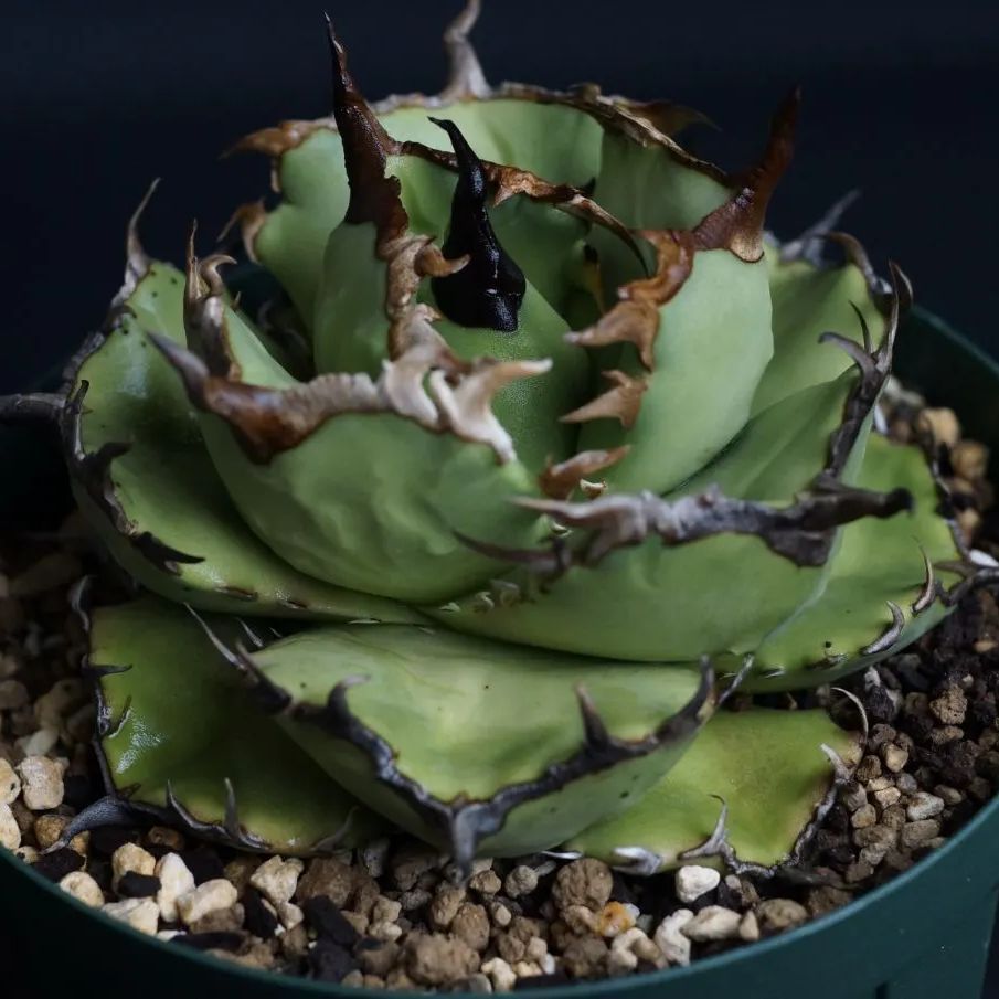 AGAVE TITANOTA fo76 compacta GG アガベ チタノタ-