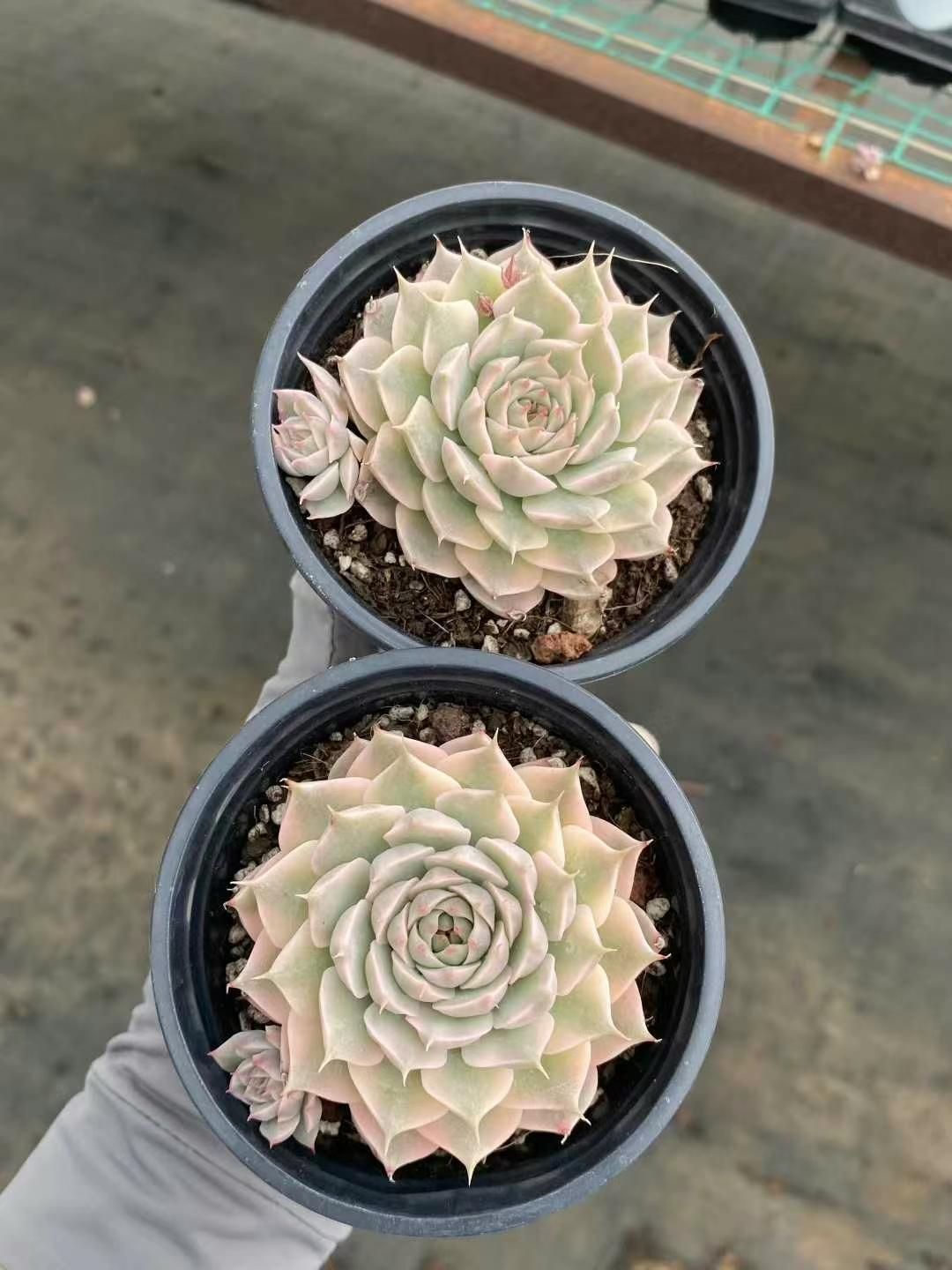 ヤマト発送 多種類 J1-6×72セット 詰め合わせ 多肉植物 エケベリア