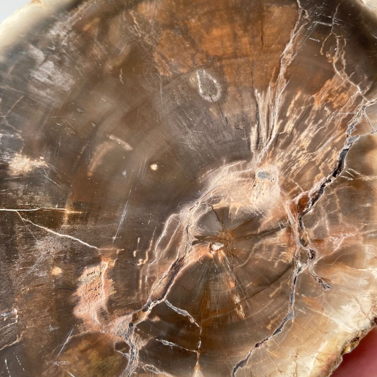 ペトリファイドウッド 珪化木|スラブ プレー 天然石 パワーストーン 鉱物