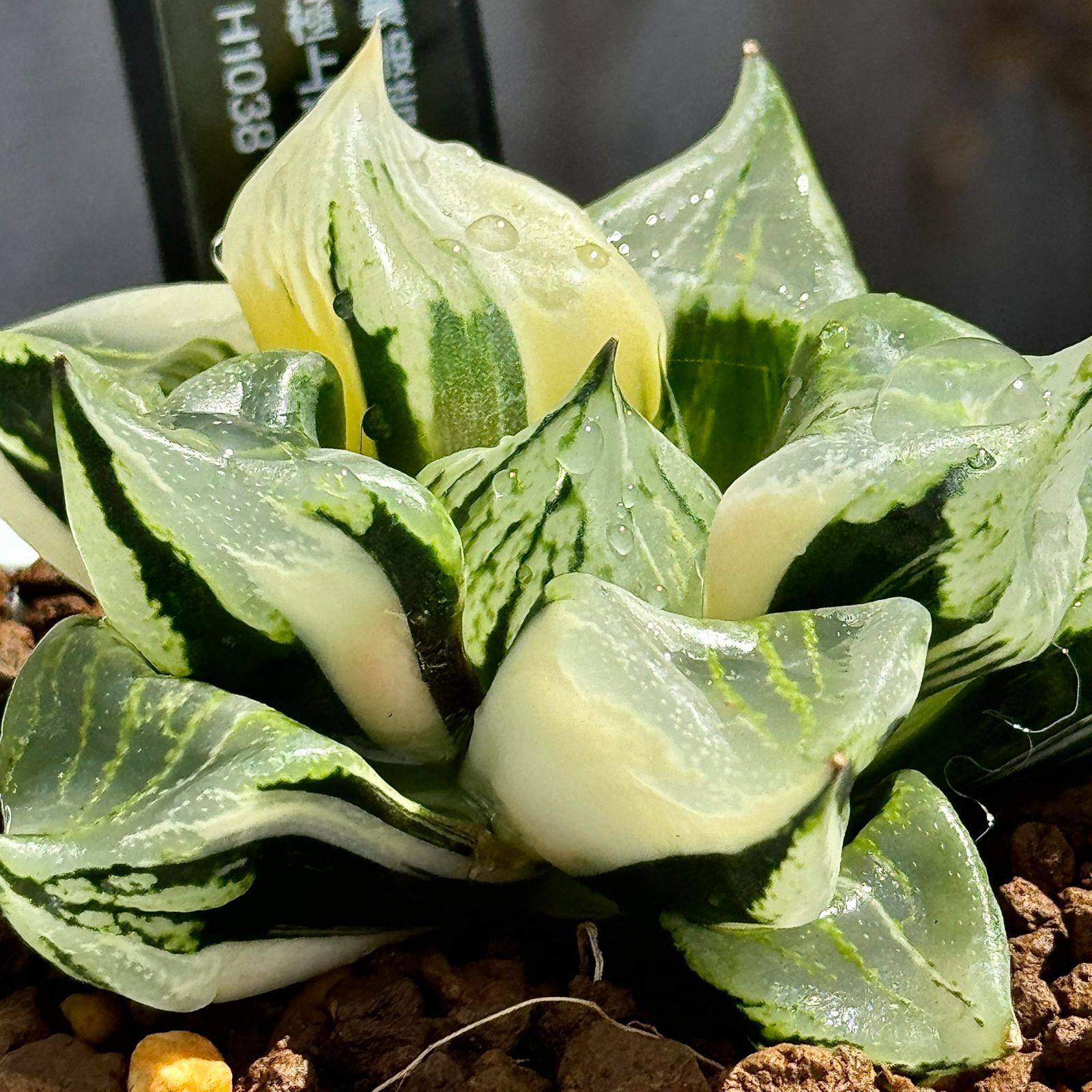 紡*様 ハオルチア 裏般若錦 多肉植物 ハオルチア 裏般若錦 極上斑