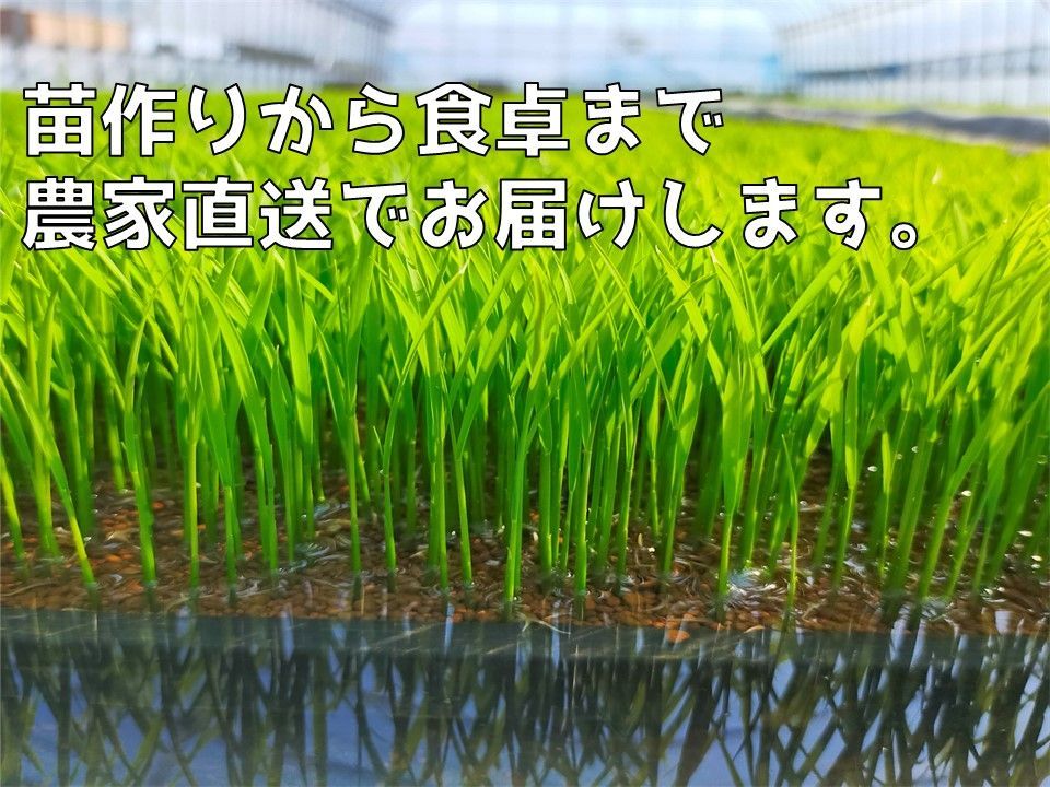 【新米・送料込み】新潟県弥彦村石井農園　令和6年（2024年）産コシヒカリ【玄米 30kg】