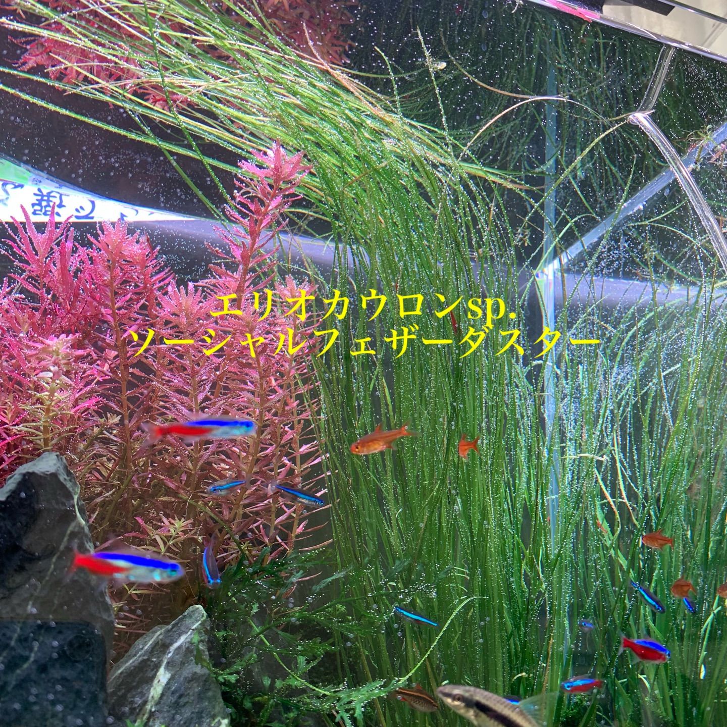 ADAソーシャルフェザーダスター50株 ADAソーシャルフェザーダスター 50株 エリオカウロンspソーシャル