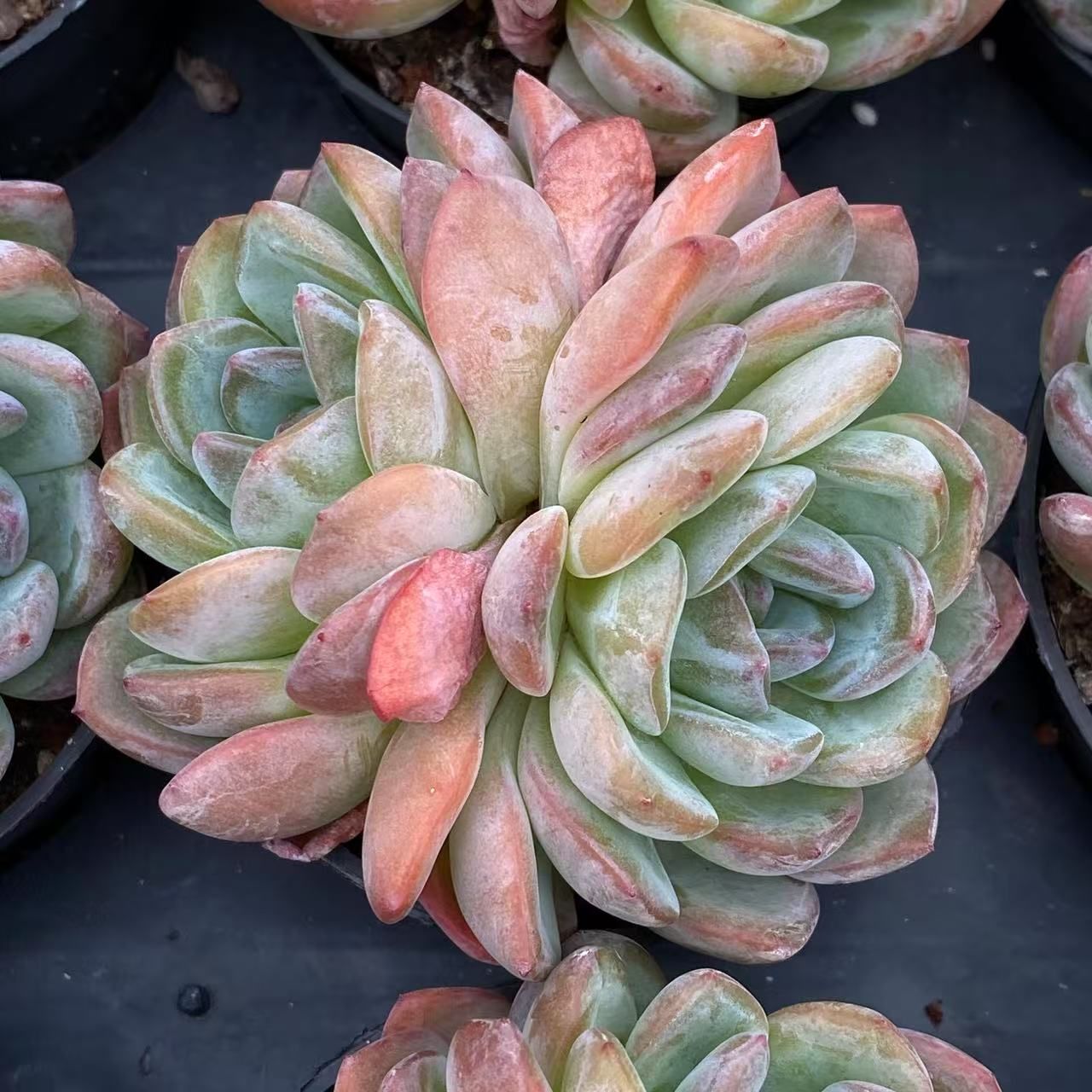 抜き苗 多肉植物