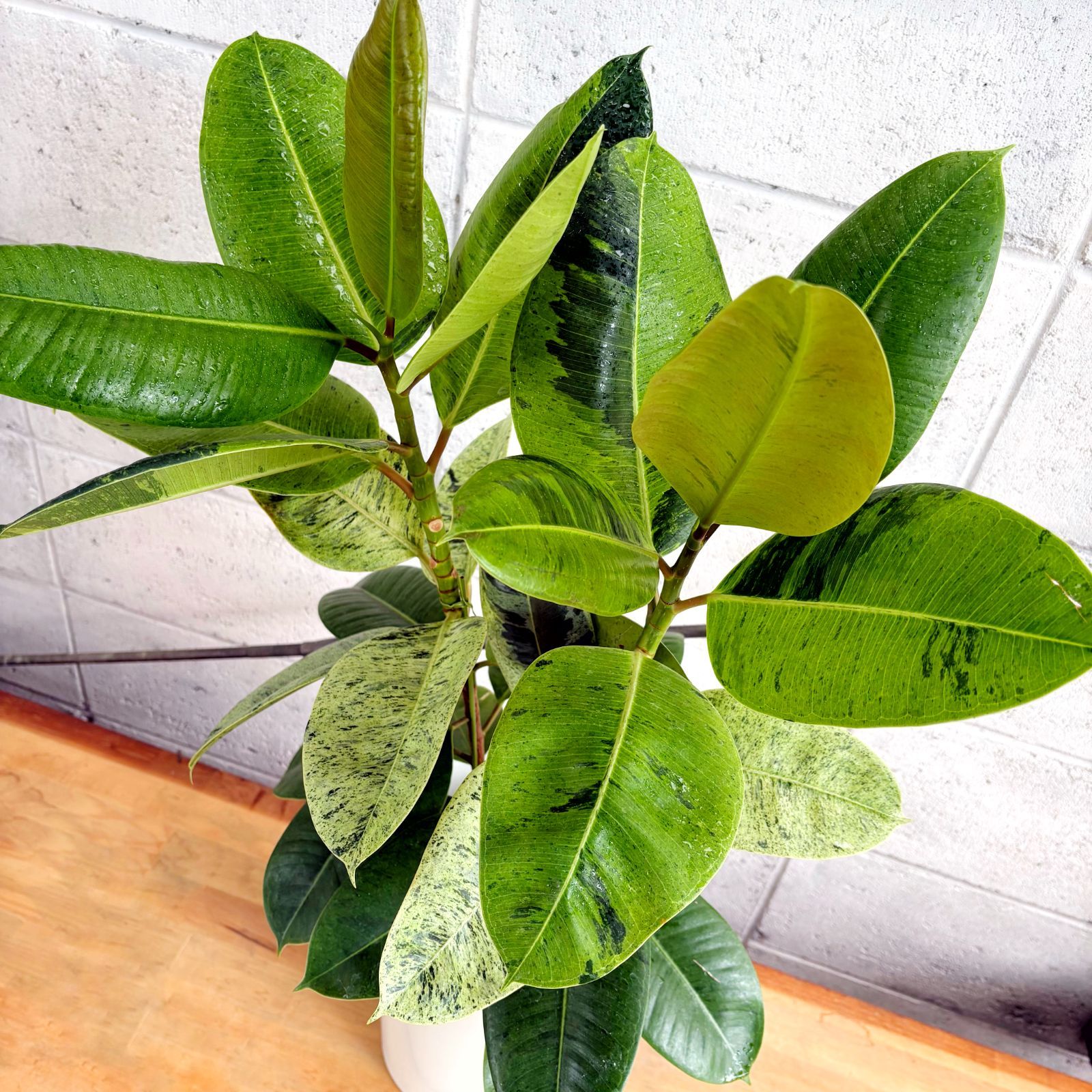 観葉植物】希少種 フィカス ジン 2株植え 斑入り ゴムの木 7号 プラ