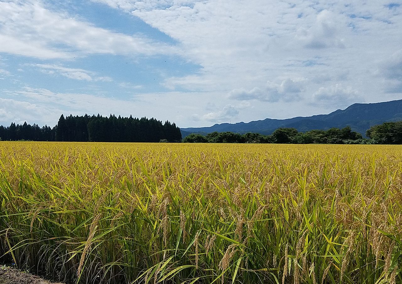 秋田市産ひとめぼれ5キロ・ササニシキ特別栽培米2キロ無洗米セット-4