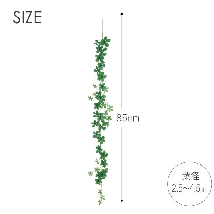Asca ミニシサスアイビーバイン