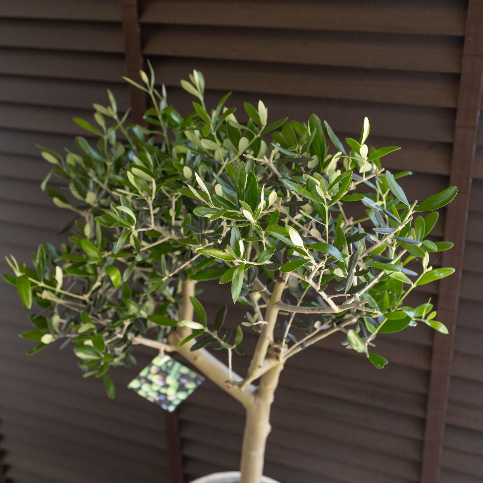 創樹 Olive オリーブの木 ルッカ SOUJU Lucca オリーブ 9号 陶器鉢