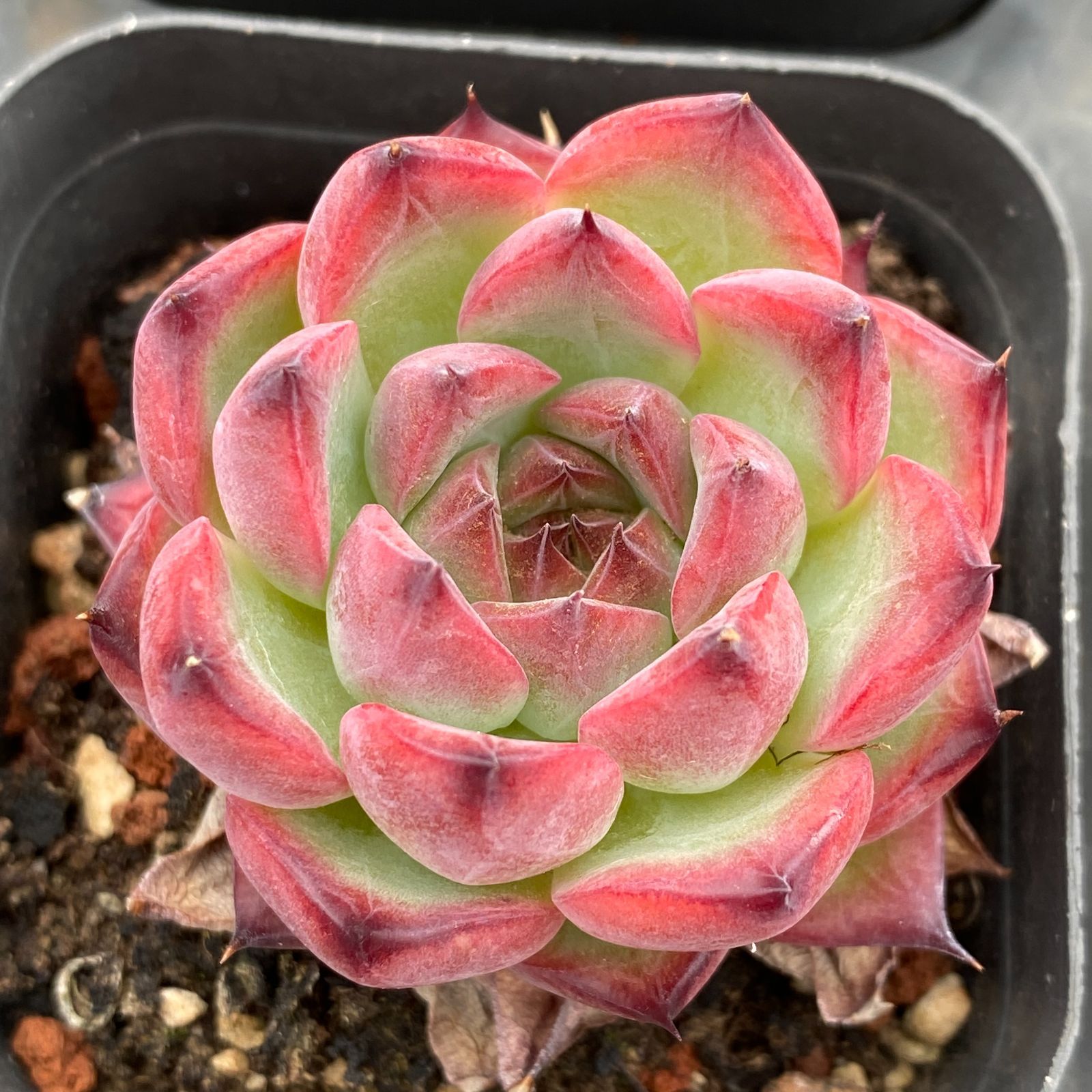 LB1328×40鉢 抜き苗 多肉植物 エケベリア サボテン 韓国苗 新