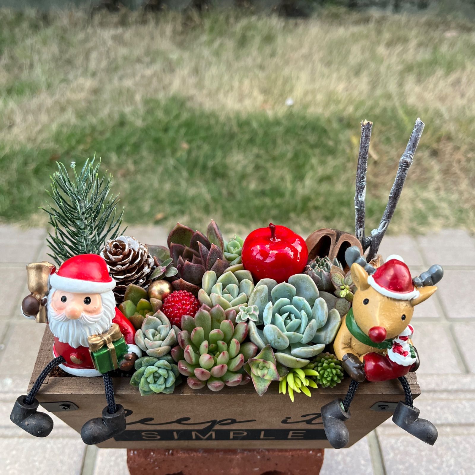 ♡そのまま飾れる♡クリスマスの多肉植物寄せ植え