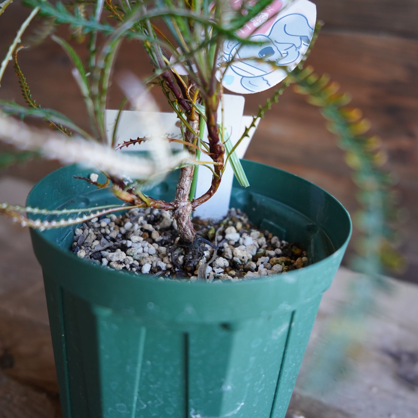 バンクシア ニベア 4号 バンクシア ”ニベア” 4号 D オージープランツ 現物発送 - メルカリ