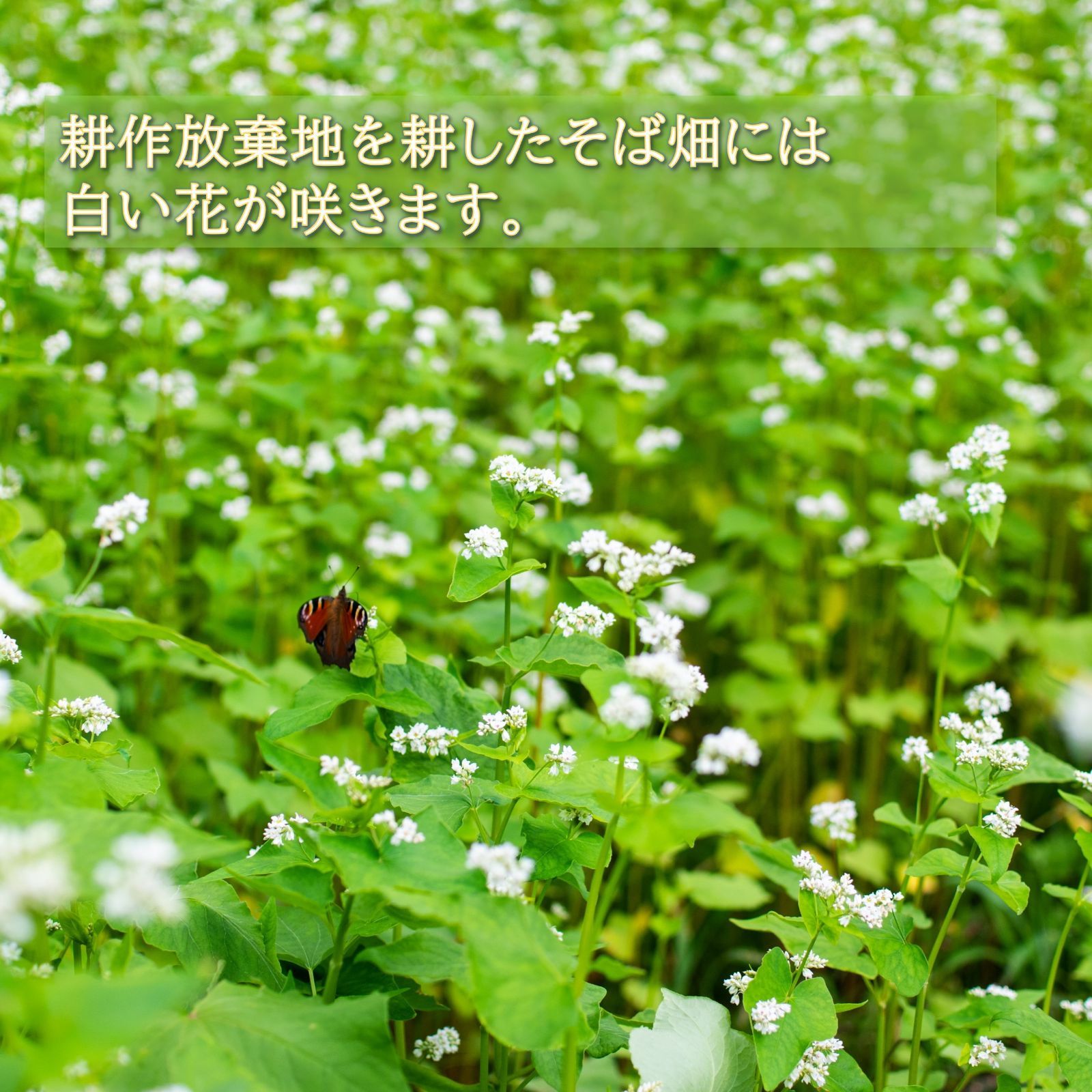 みやこの田舎そば4人前ストレートつゆ付