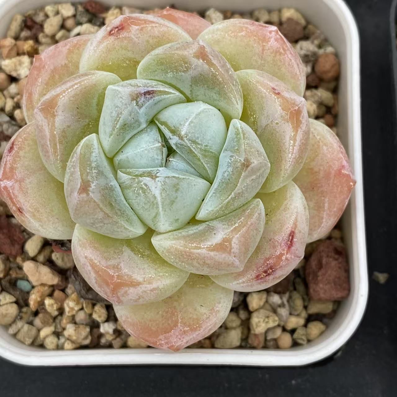 多肉植物 錦 富士 抜き苗 #1 799 多肉植物 錦 富士 抜き苗 #1 799