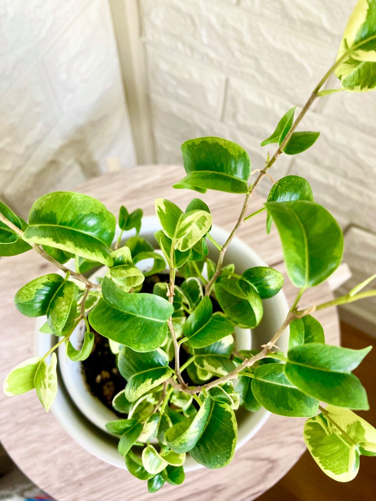 人気の福袋 当店だけの限定モデル 新品 未使用 ベンジャミンバロック斑入り 卓上サイズ 植物 観葉植物 Www Sundiscountpharmacy Com Www Sundiscountpharmacy Com