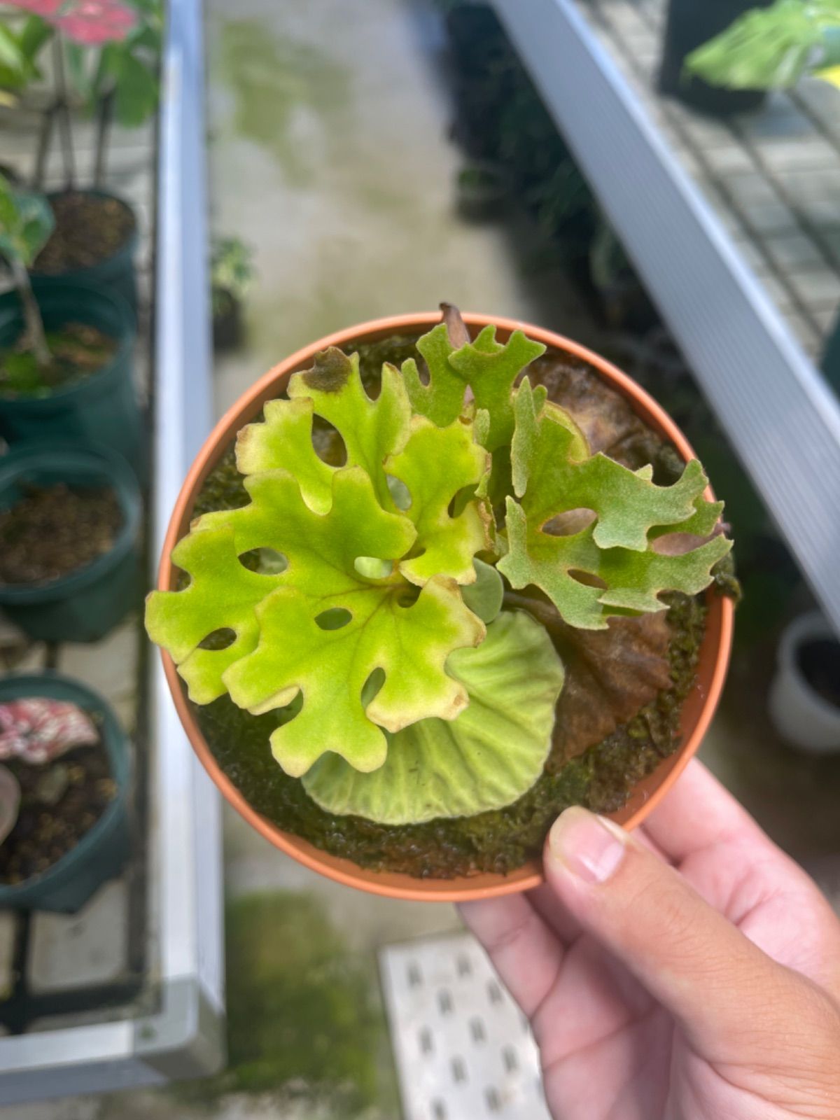 胞子嚢付き」 ビカクシダ リドレイ ドワーフシルベリー Dwarf Silvery 