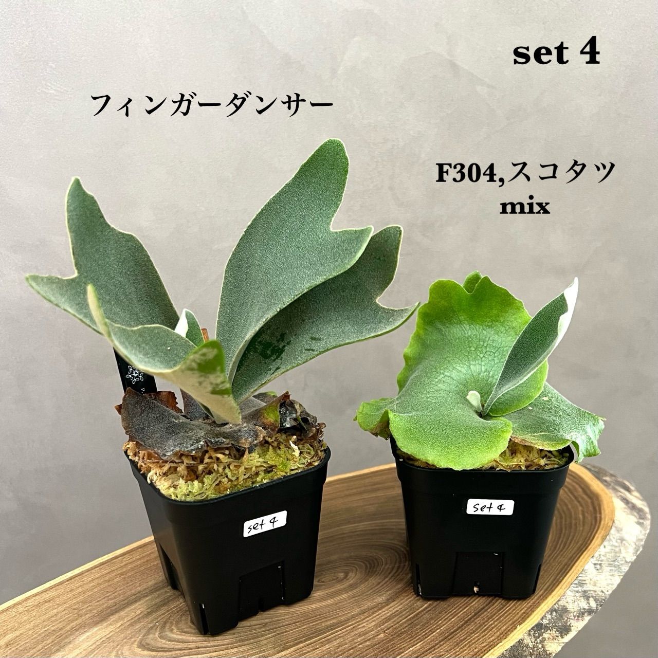 ビカクシダ　胞子培養株　6種セット ビカクシダ 胞子培養 セット - メルカリ