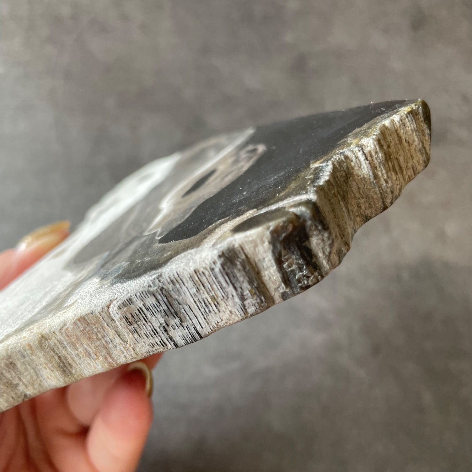 フォロー割あり】インドネシア産♦︎Petrified Wood ペトリファイド