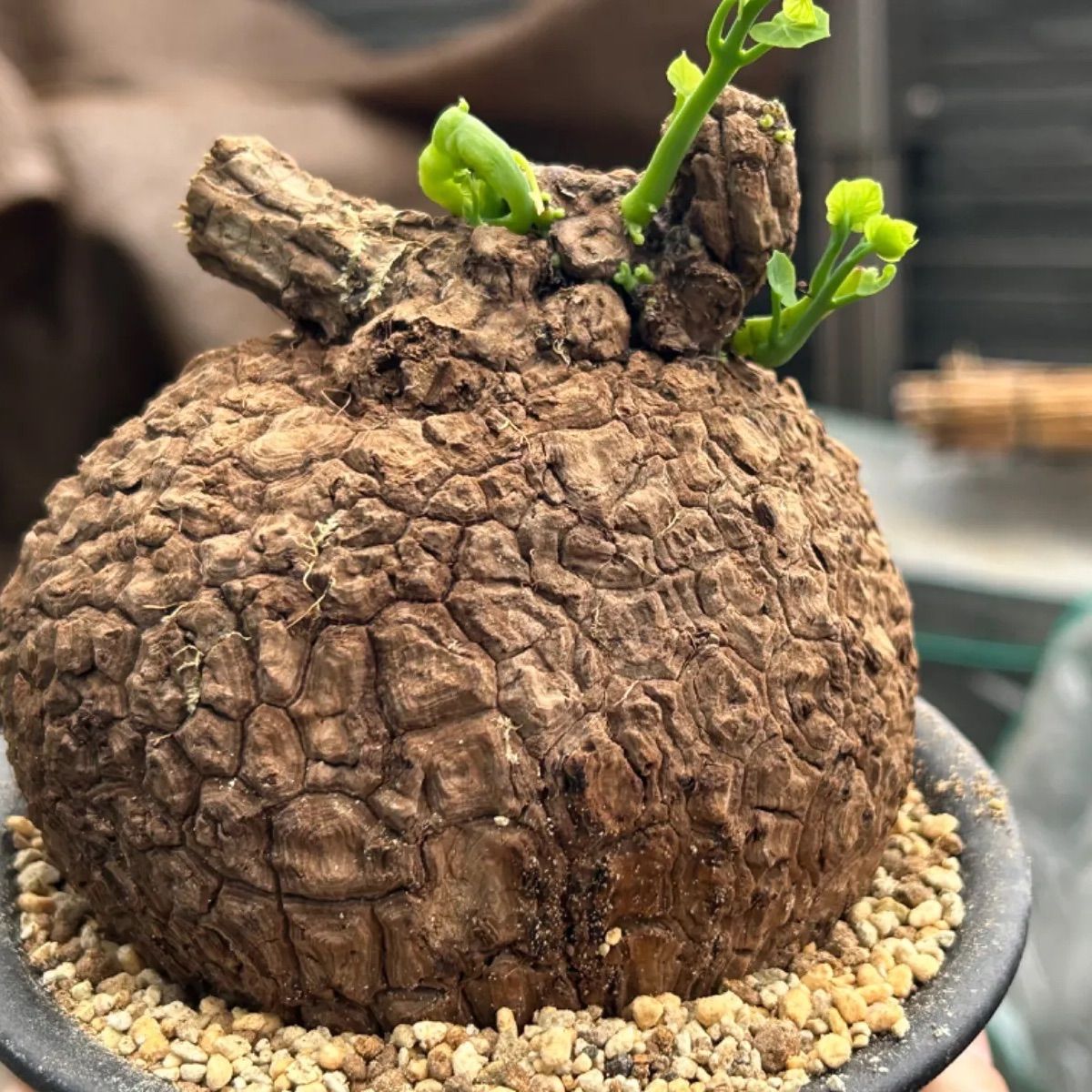 Stephania venosa 250511 輸入株発根済 Stephania venosa 250511 輸入株発根済