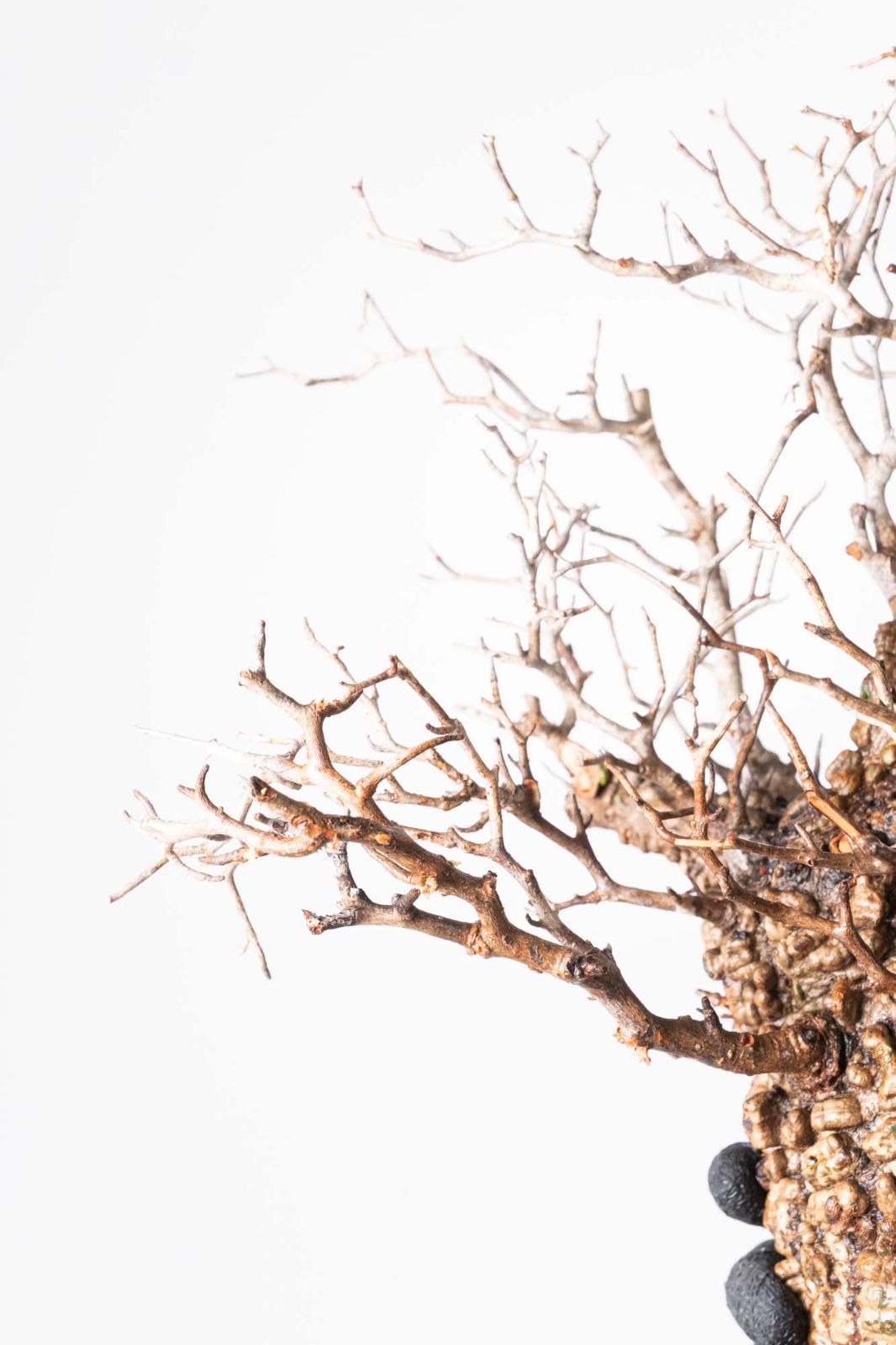 MP246 オペルクリカリア パキプス コーデックス ベアルート株