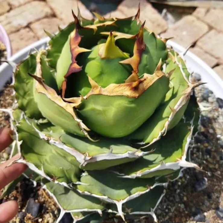 公式通販 激安 チタノタ オテロイ ローズ イラン 植物/観葉植物