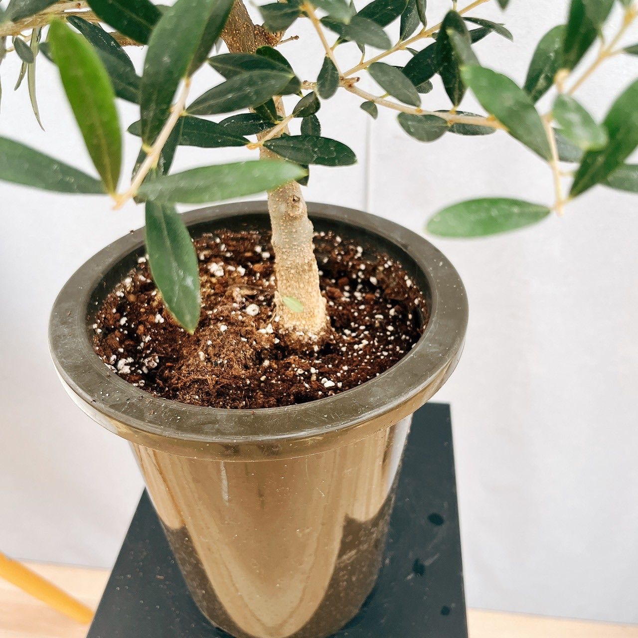 現品］30番 創樹 オリーブ ネバディロブランコ 6号 観葉植物