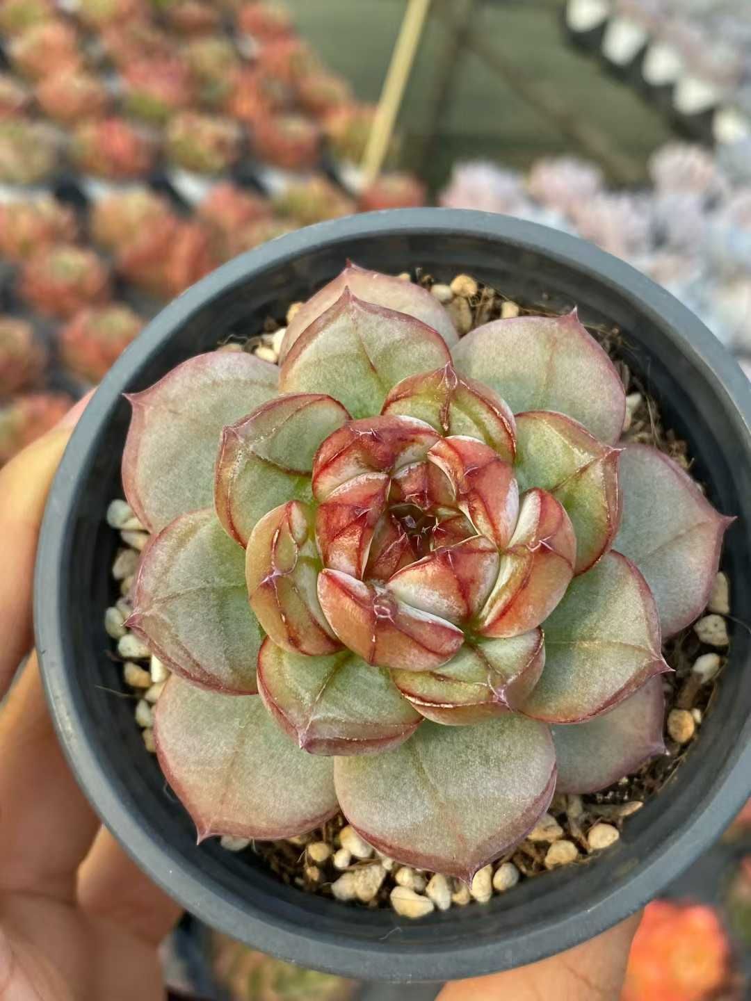 18株の抜き苗セット レッドロマンティック 多肉植物 佐川急便発送 エケベリア 韓国苗 MY495 WWW_GEBZETESISAT_COM_TR