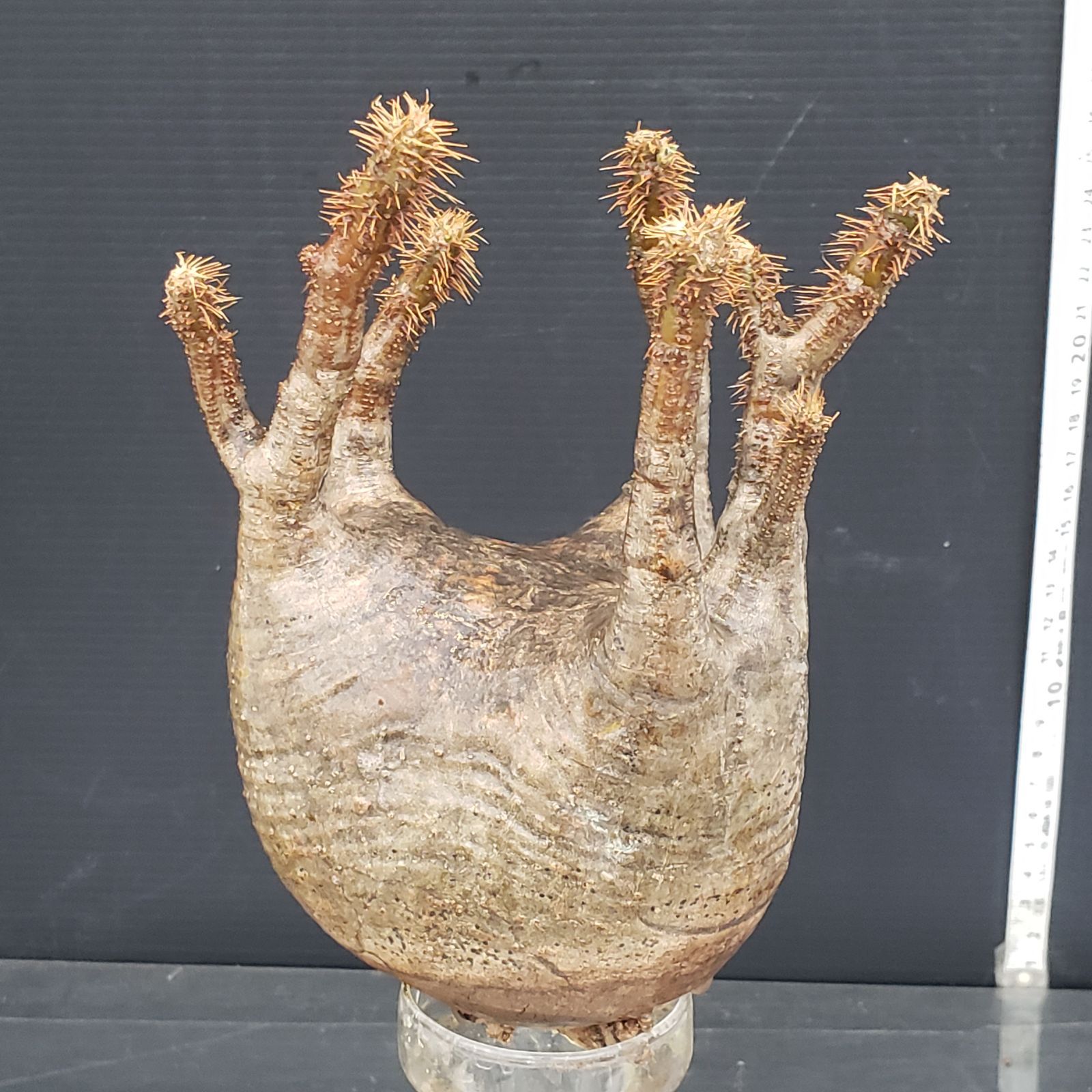 Y343【最新到着】Pachypodium グラキリス（XL）（現地球・抜き苗