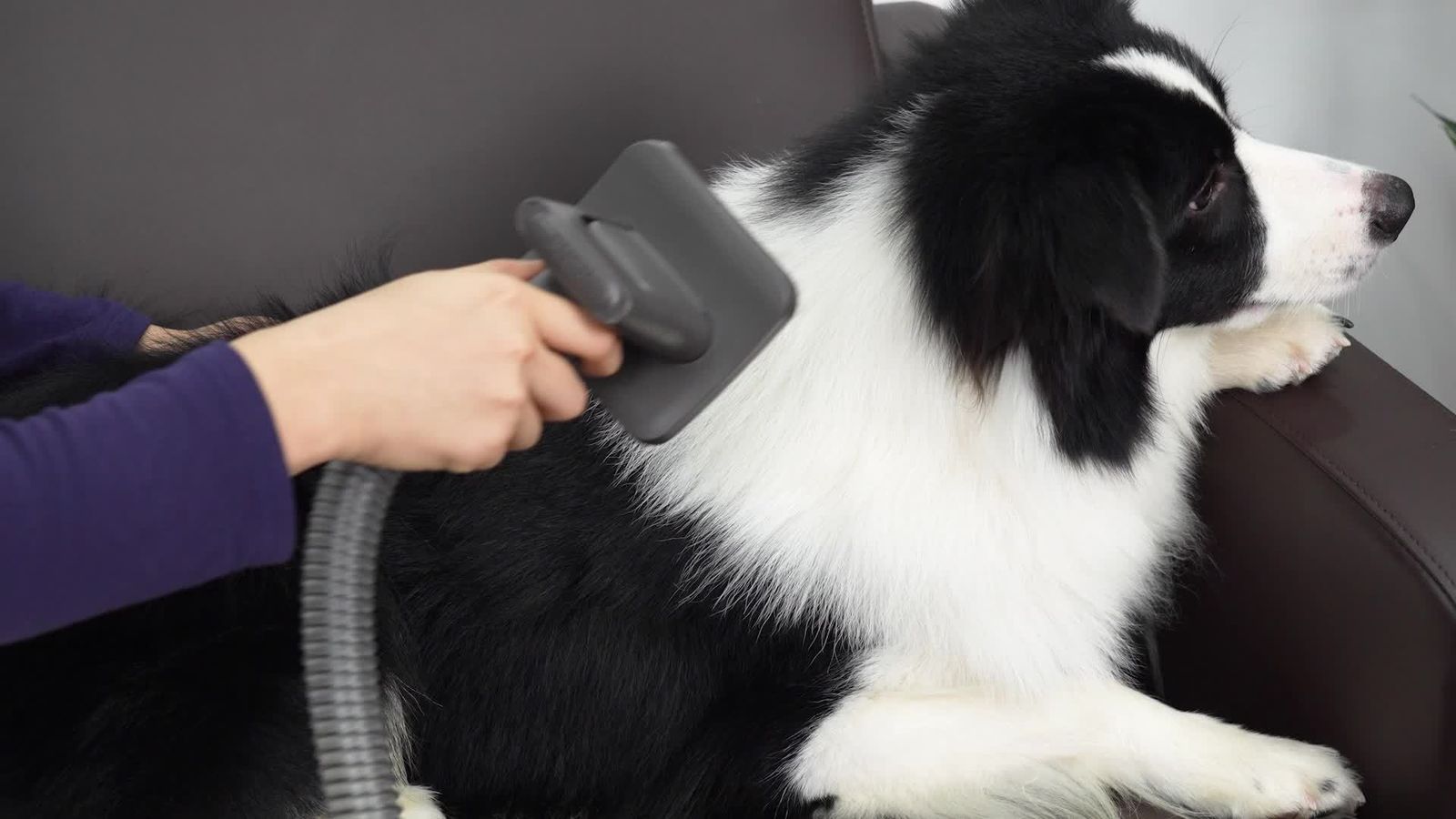 充電不可バッテリー プロの犬猫用グルーミング用品