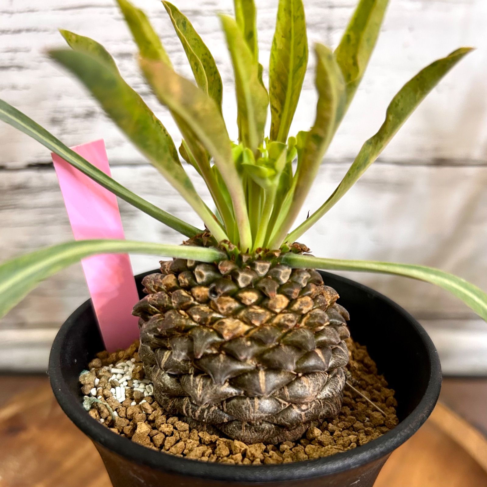 【Valiem鉢付き】　鉄甲丸 ユーフォルビア ブプレウリフォリア実生 Valiem鉢付き】 鉄甲丸 ユーフォルビア ブプレウリフォリア実生