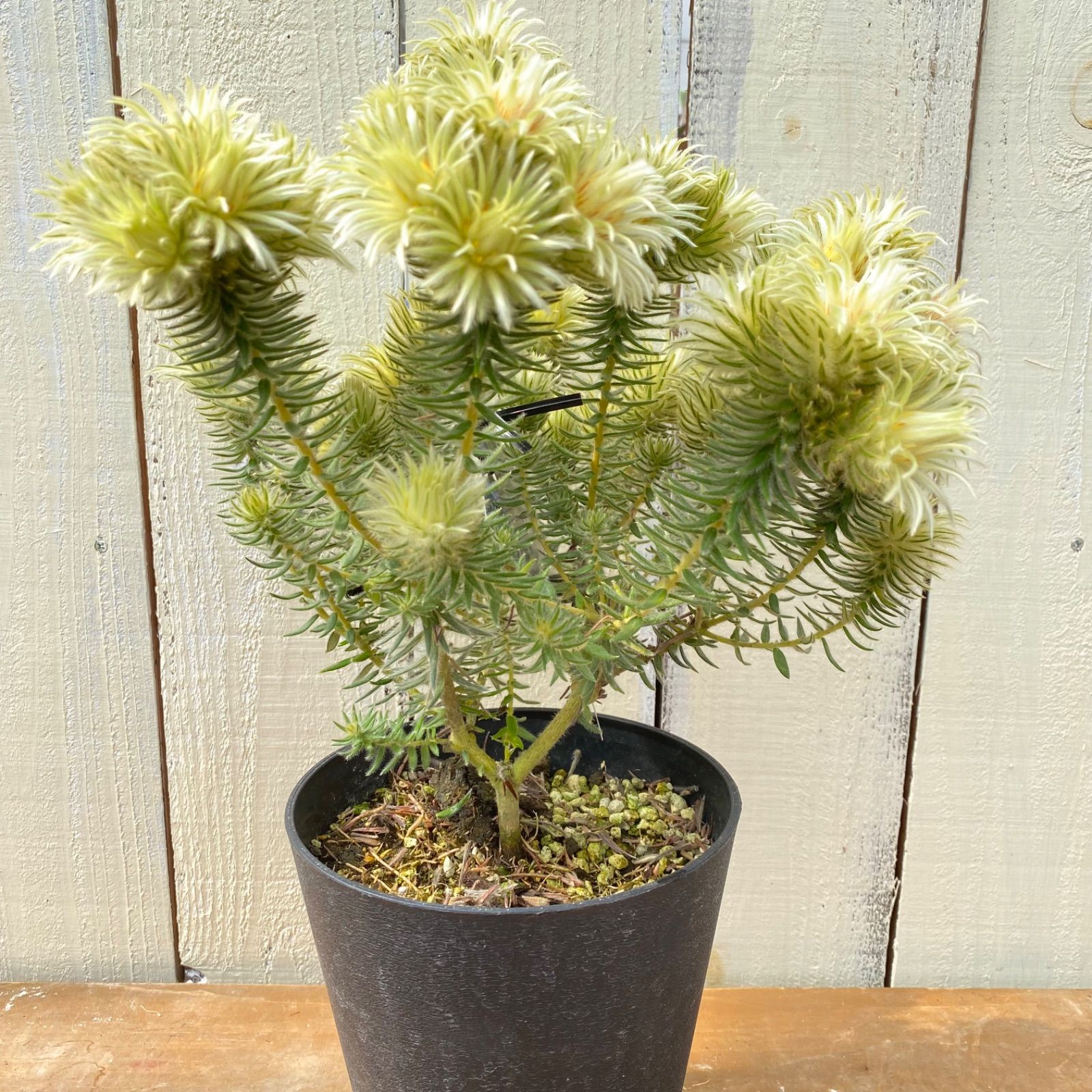 鉢花 観葉植物：フィリカ プベッセンス ワフトフェザー*5号小