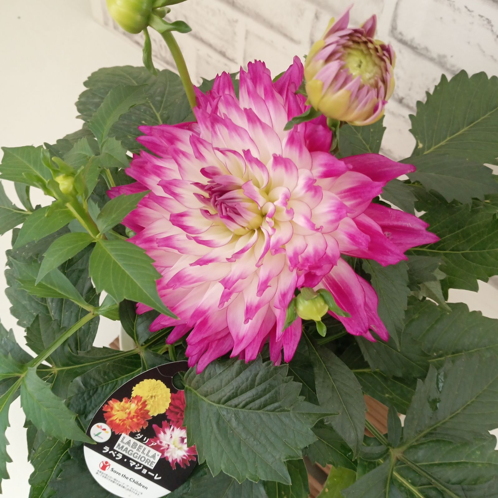 鉢花 観葉植物 ダリア ラベラマジョーレ 5号 インテリア 運気アップ