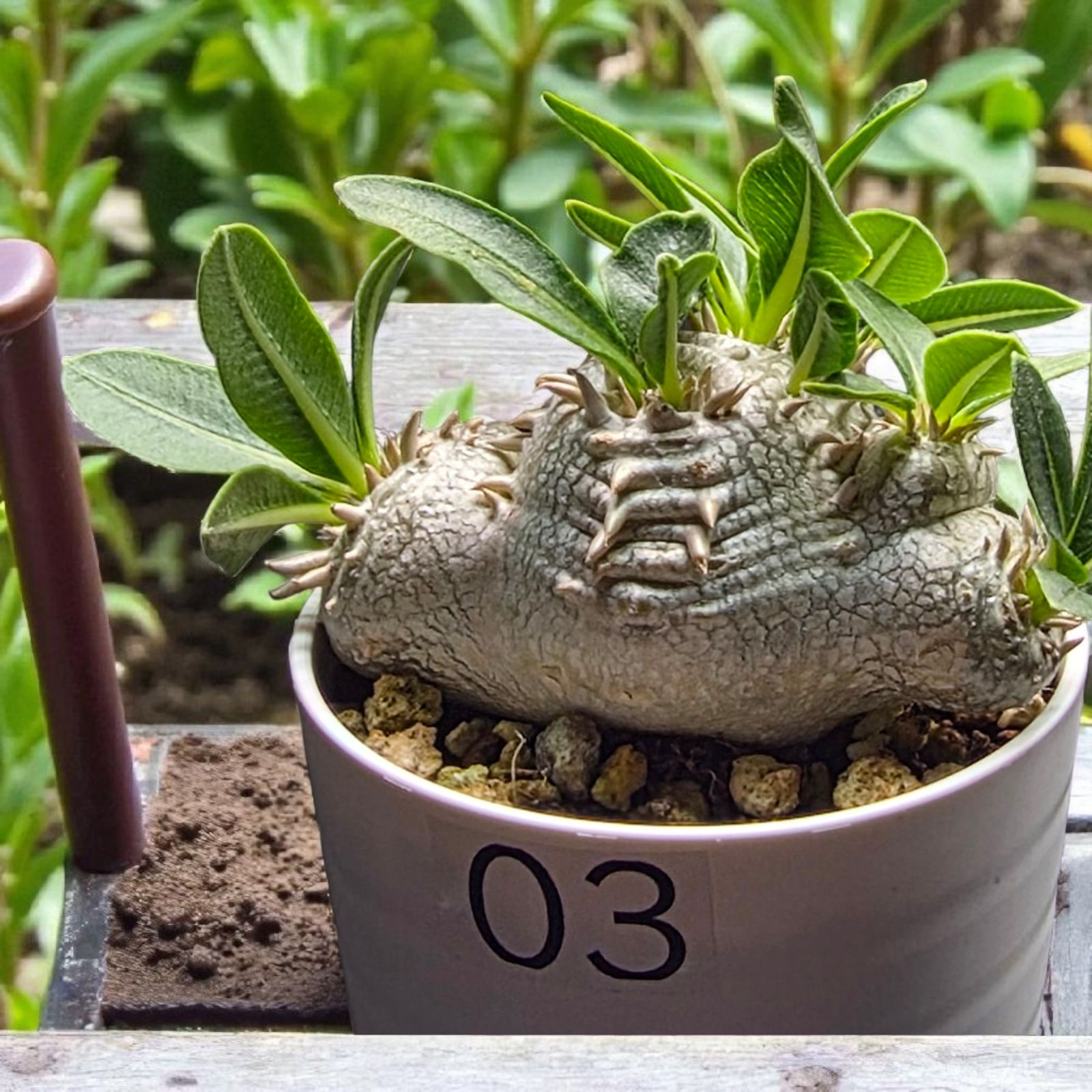 塊根植物:パキポディウム・ブレビカウレ 恵比寿笑い (現地球、発根済み) パキポディウム ブレビカウレ 