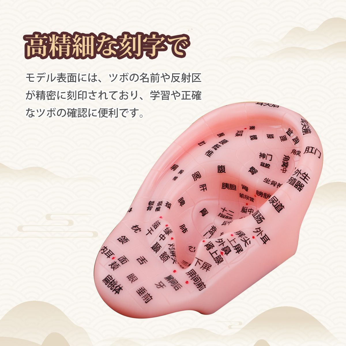 耳ツボ 模型 耳穴モデル 耳のゾーンモデル 高精細彫刻 反射区・穴位