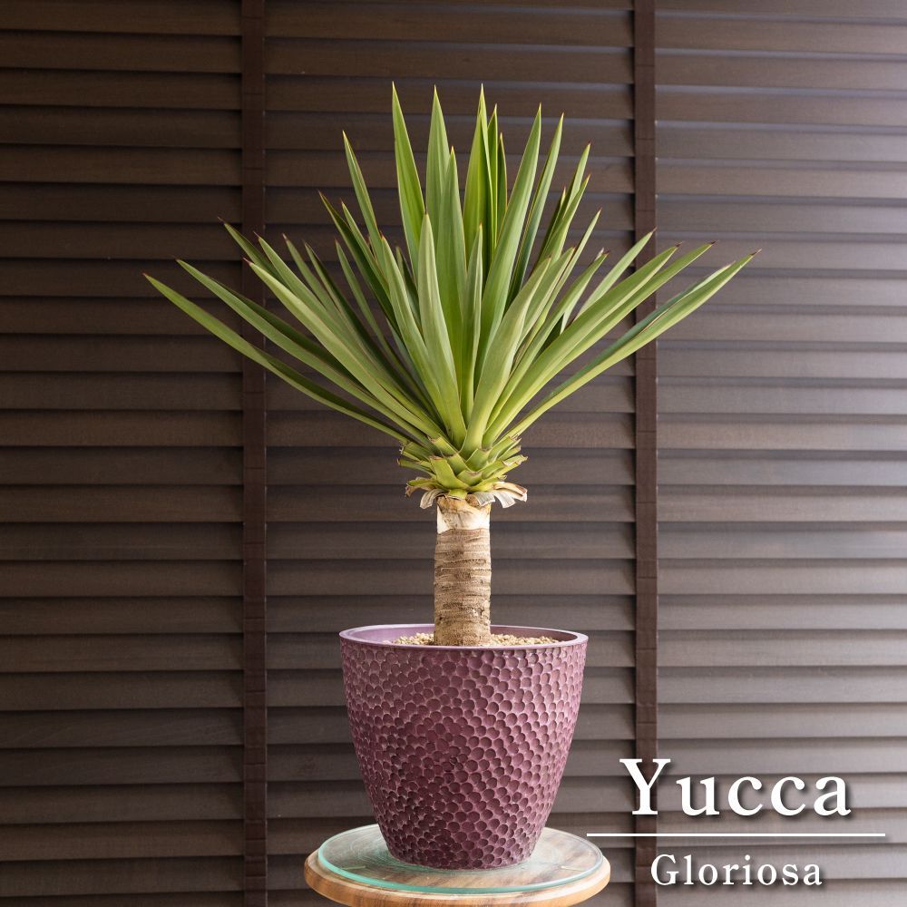 ユッカ グロリオサ Yucca Gloriosa 幹立ち 8号 樹脂鉢 アツバキミガヨラン 0706PU