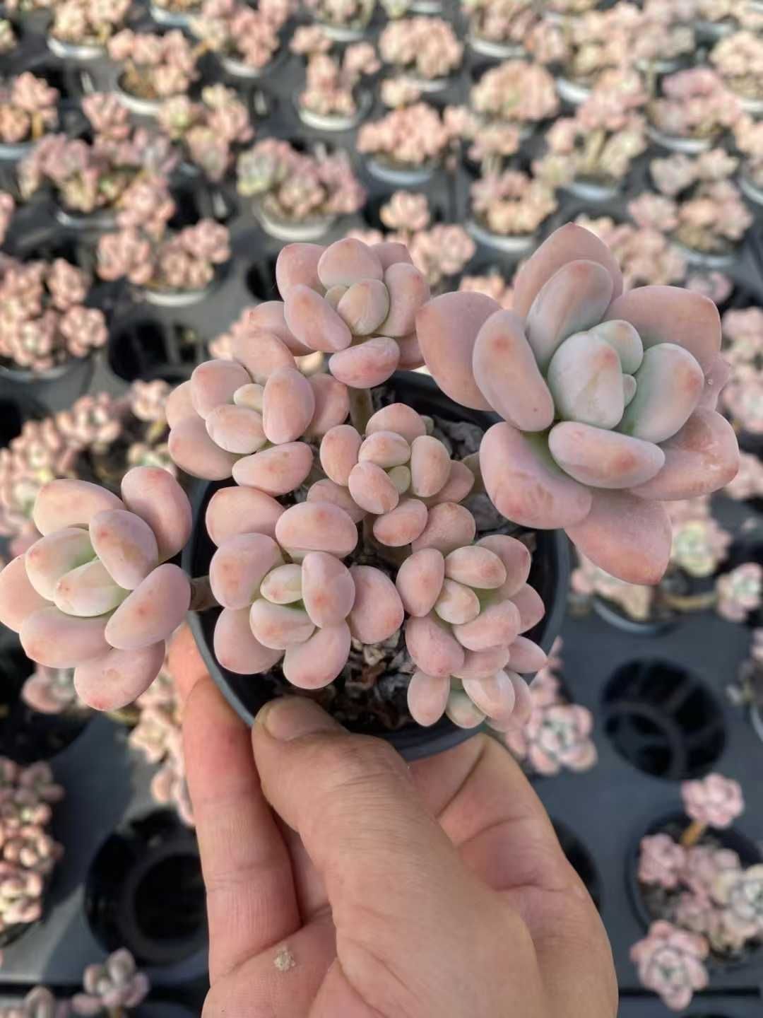 ZM1713×36 ロビン 抜き苗 多肉植物 アエオニウム エケベリア 韓国苗 新