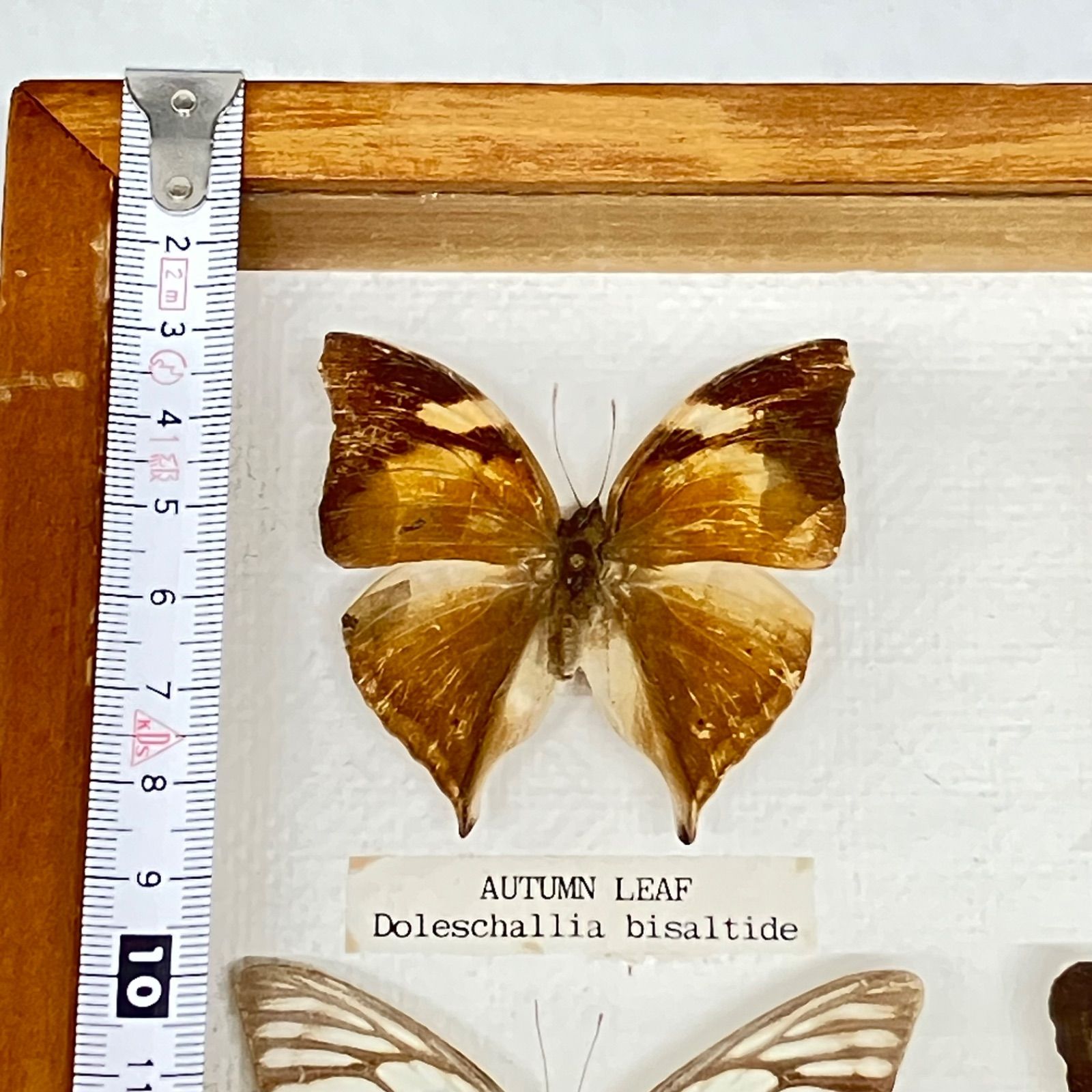 蝶 標本 9種類 クリッパー・オータムリーフ・ヒメシロオナガタイマイ