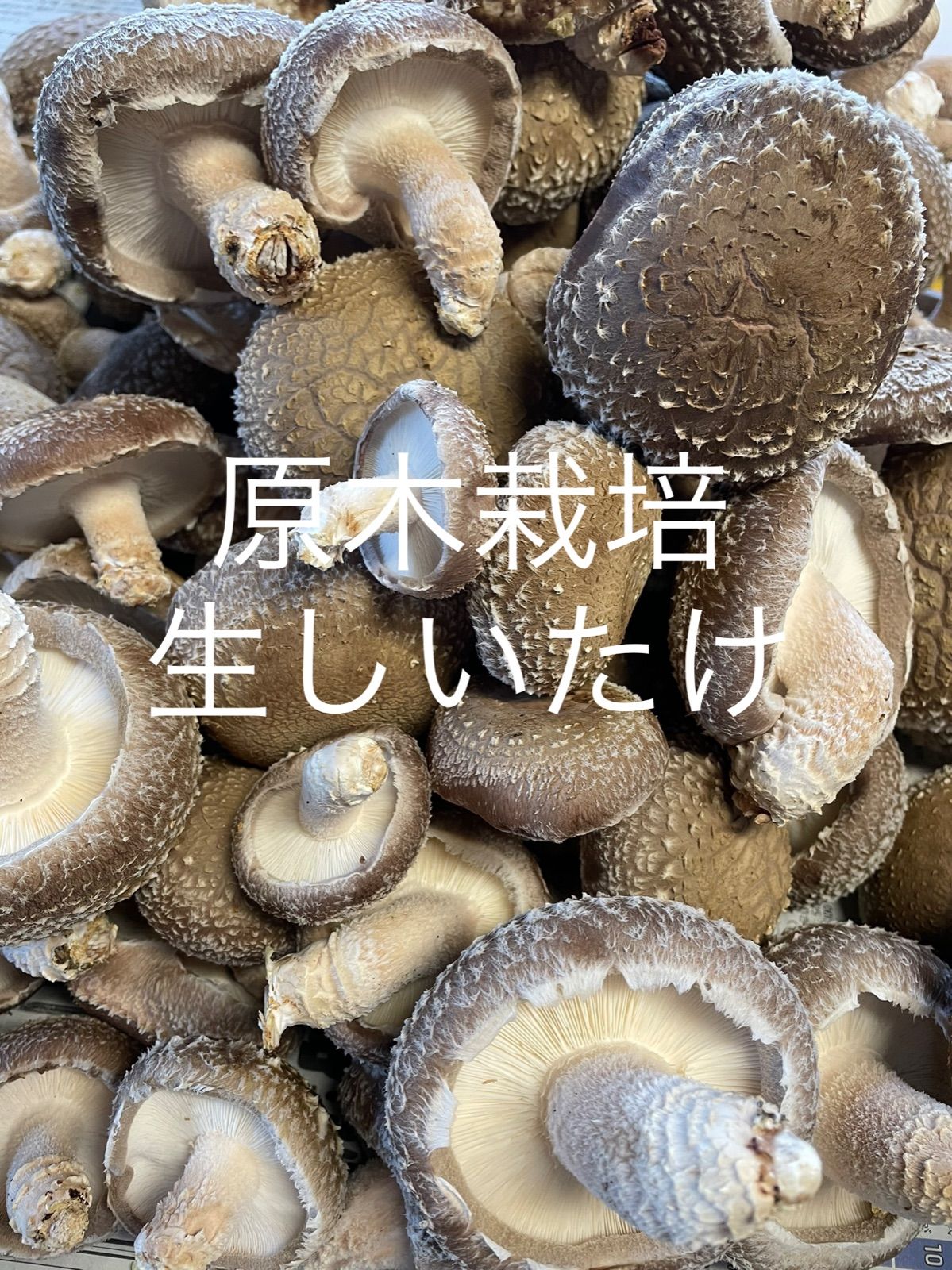 約500g　メルカリ　岩手県産　原木生椎茸