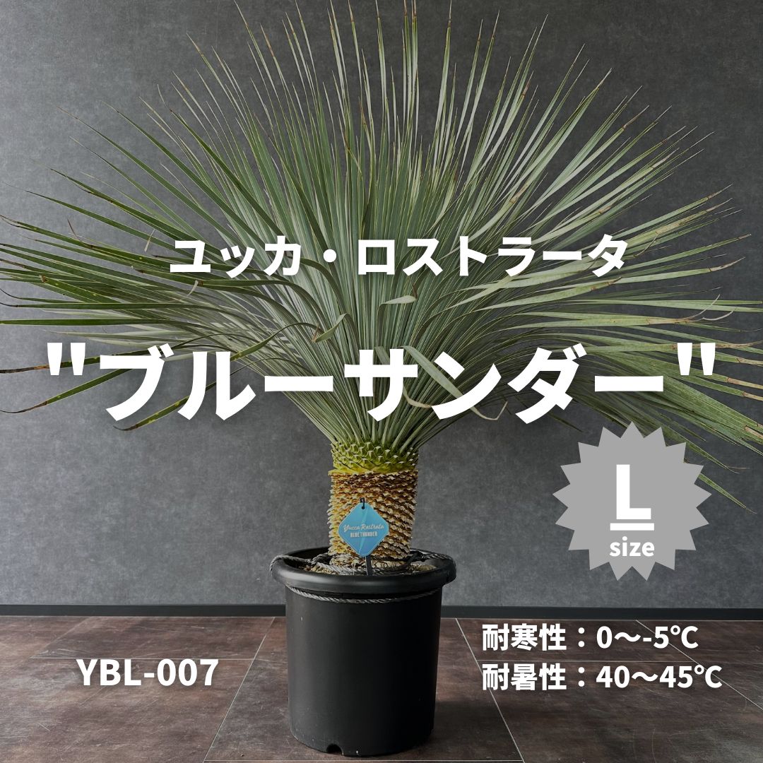 圧倒的高評価 ユッカ ロストラータ【21-007】 - 観葉植物