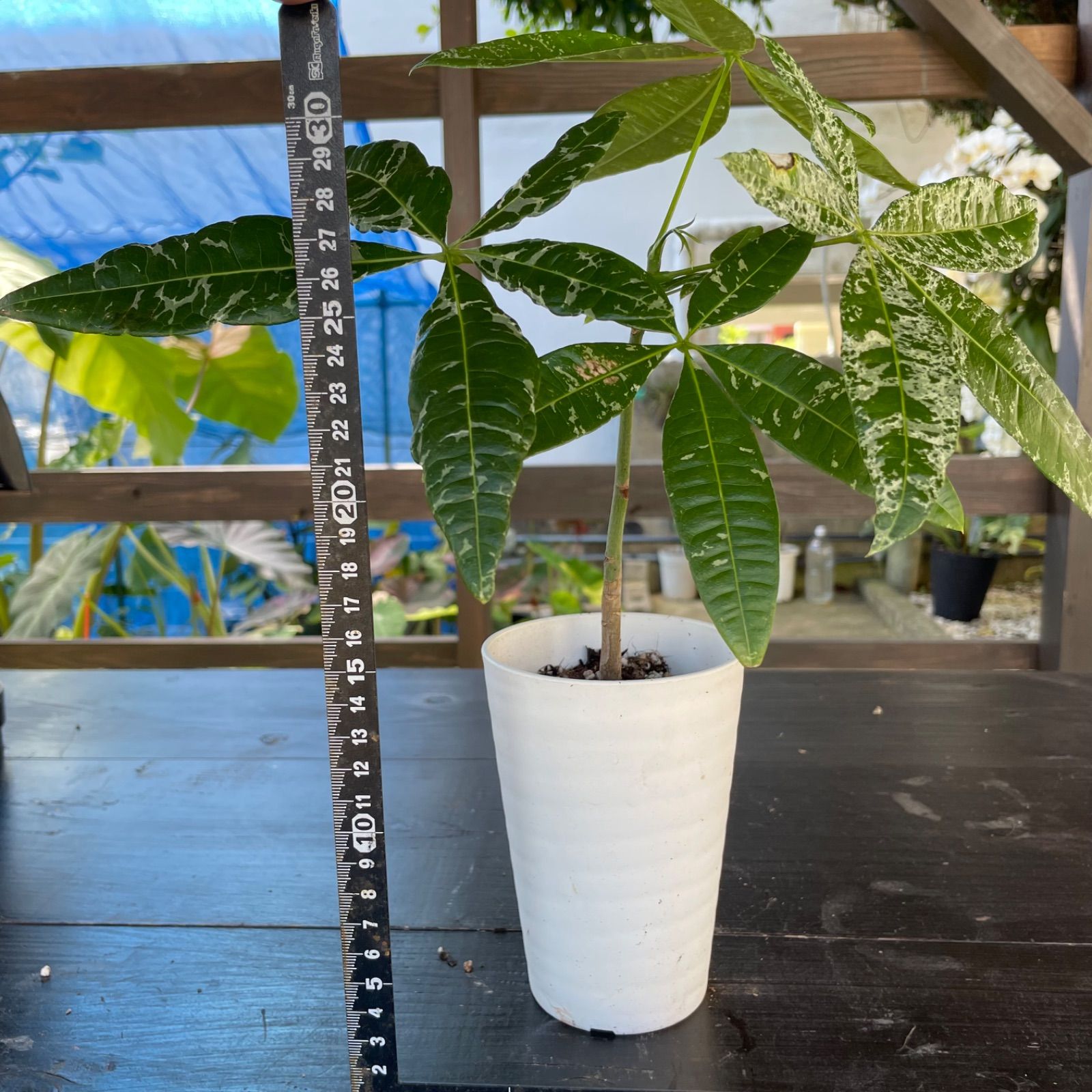 希少樹形・パキラ・ミルキーウェイ＆ムーンライト｜パラソル仕立て A４・実生台木 希少樹形・パキラ・ミルキーウェイ＆ムーンライト｜パラソル仕立て A4