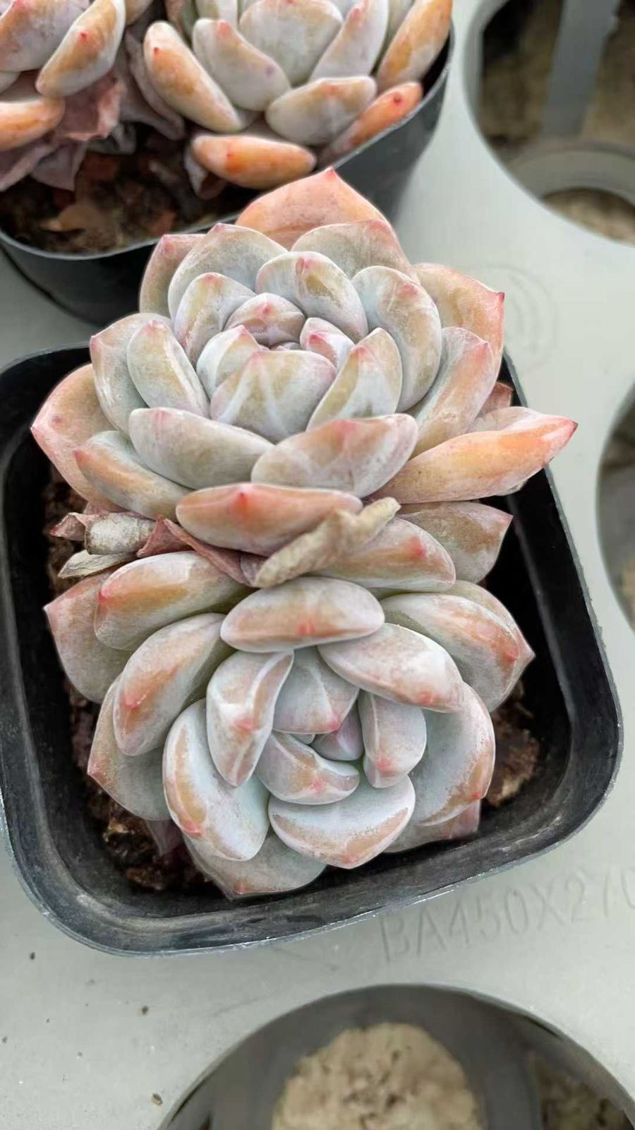 50株の抜き苗セット】スタージェイド2頭 多肉植物 佐川急便発送