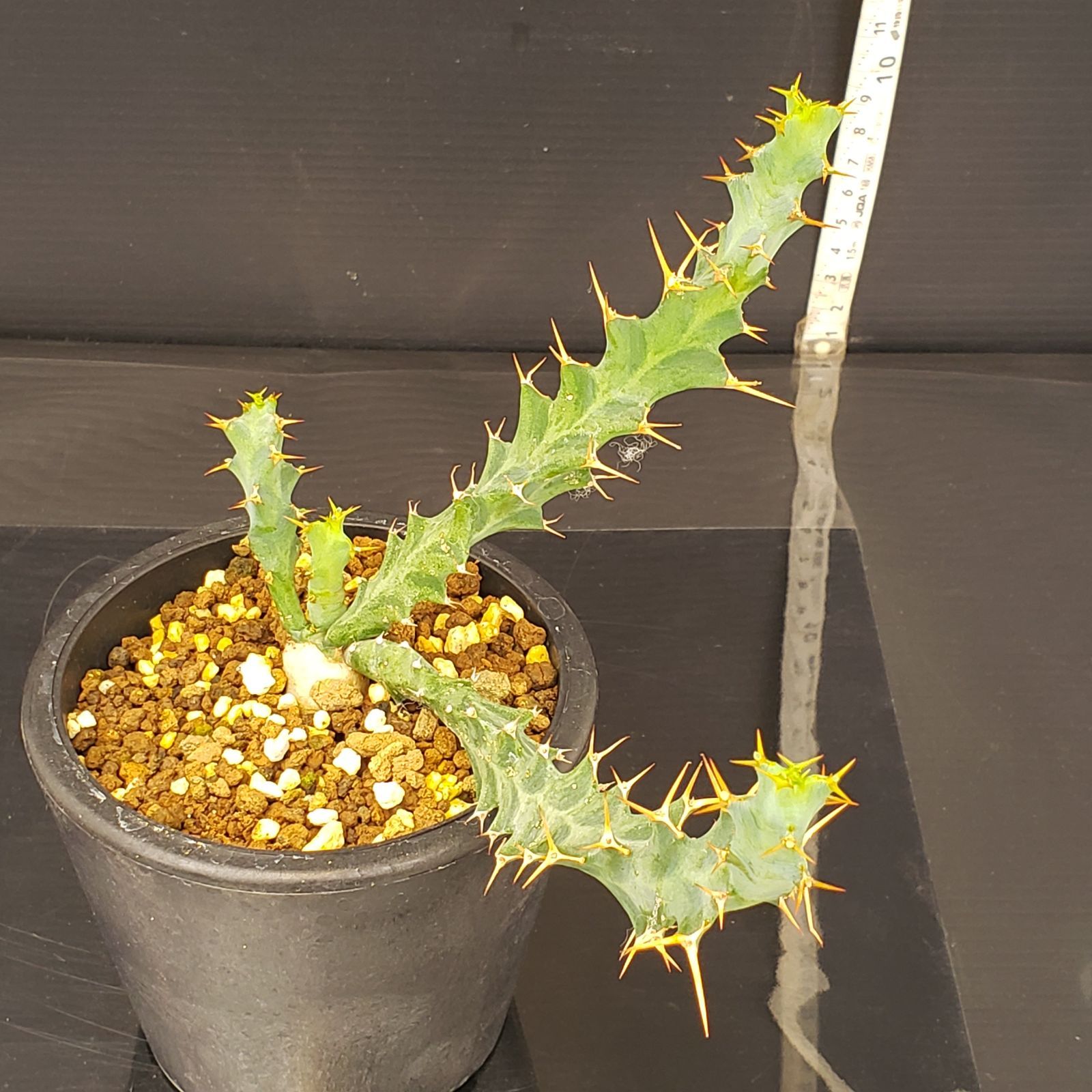 P340【自社養生株】ユーフォルビア トルチラマ（発根株・鉢植え