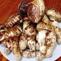 ブータン生松茸1kgセット