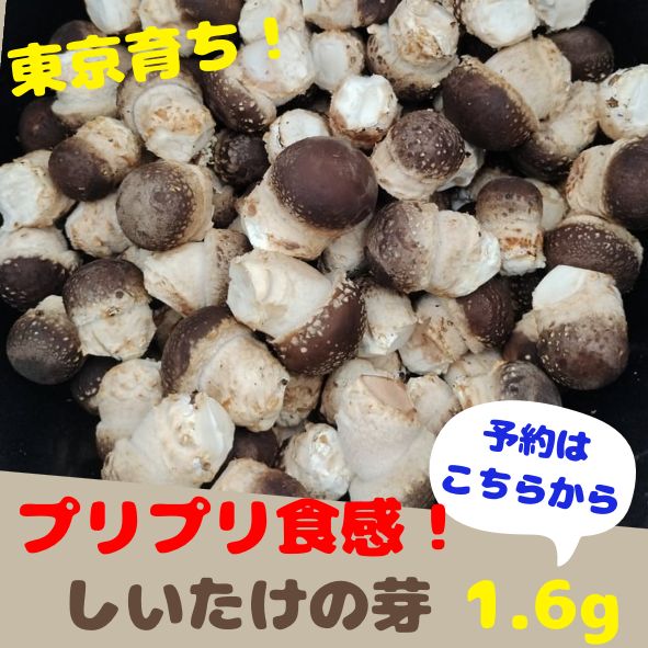 新鮮】約1.6Kg 東京育ち無農薬しいたけの芽 1時間天日干し済 冷凍保存