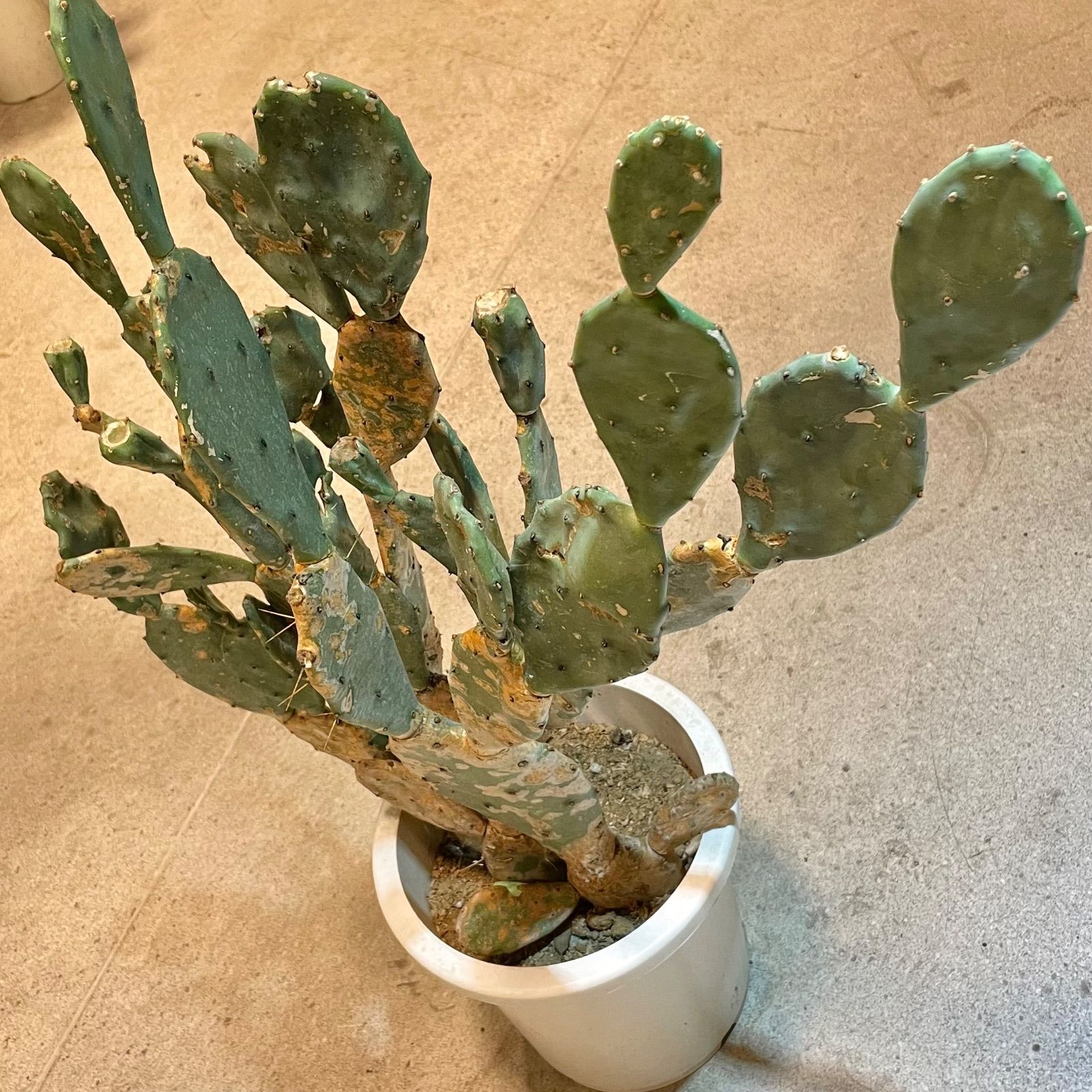 ウチワサボテン ブランチ 木質化 - メルカリ